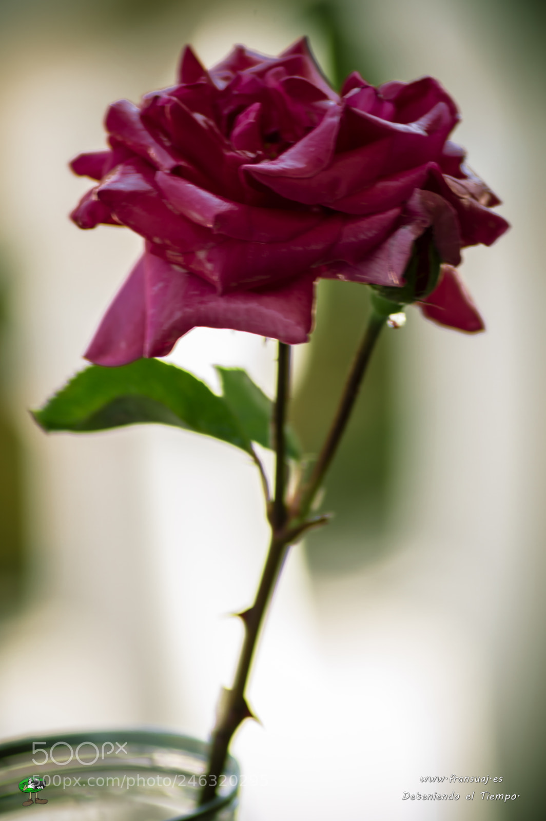 Nikon D3200 sample photo. Flores photography
