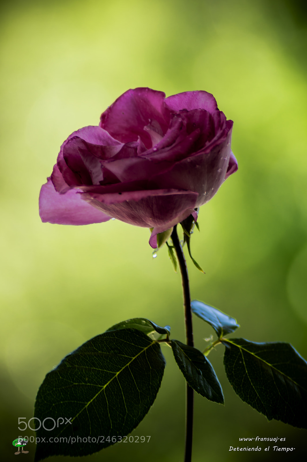 Nikon D3200 sample photo. Flores photography