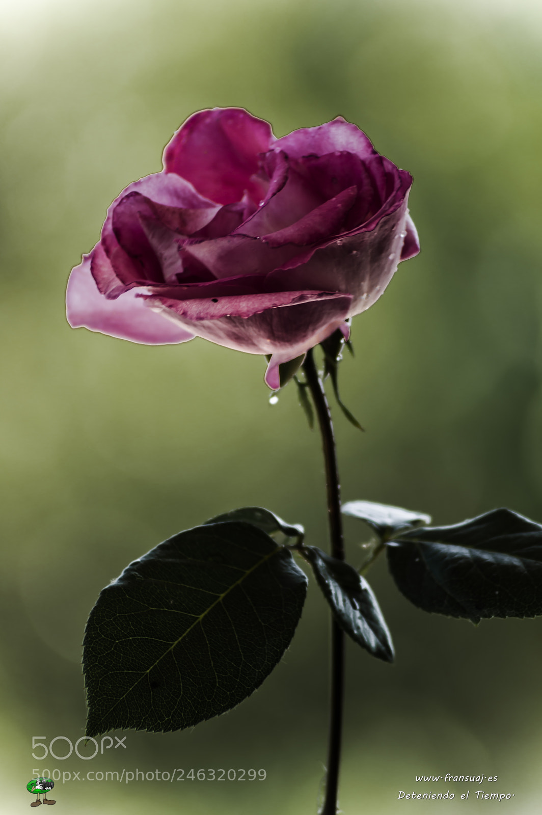 Nikon D3200 sample photo. Flores photography