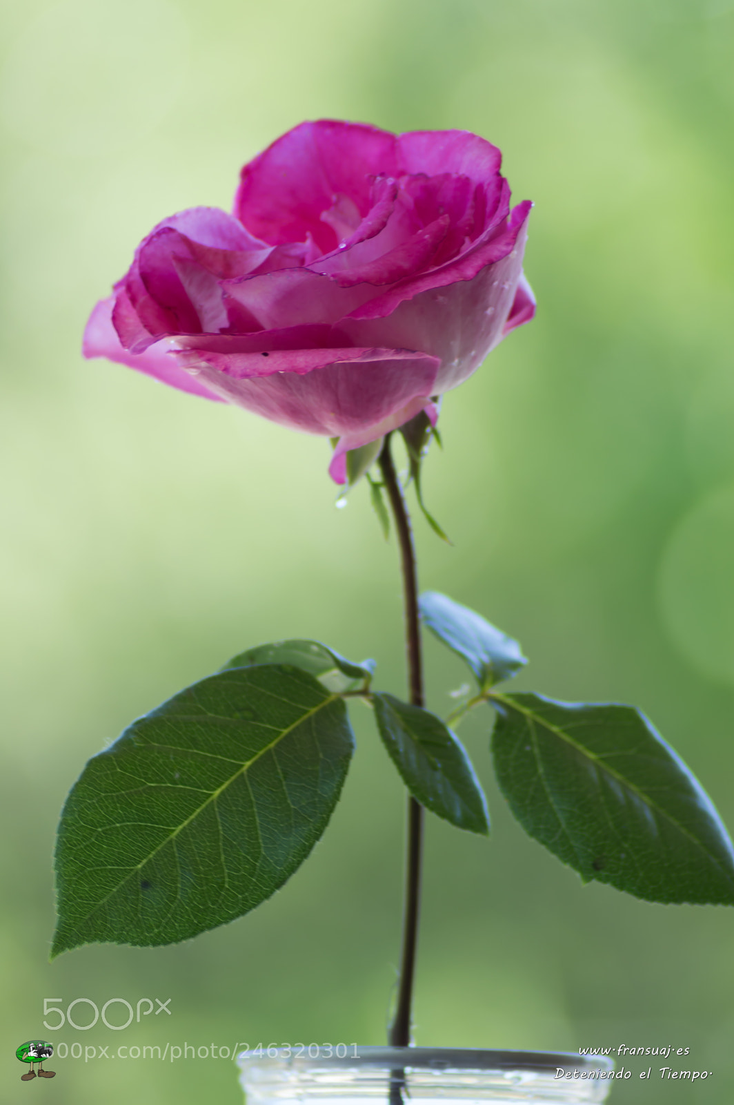 Nikon D3200 sample photo. Flores photography
