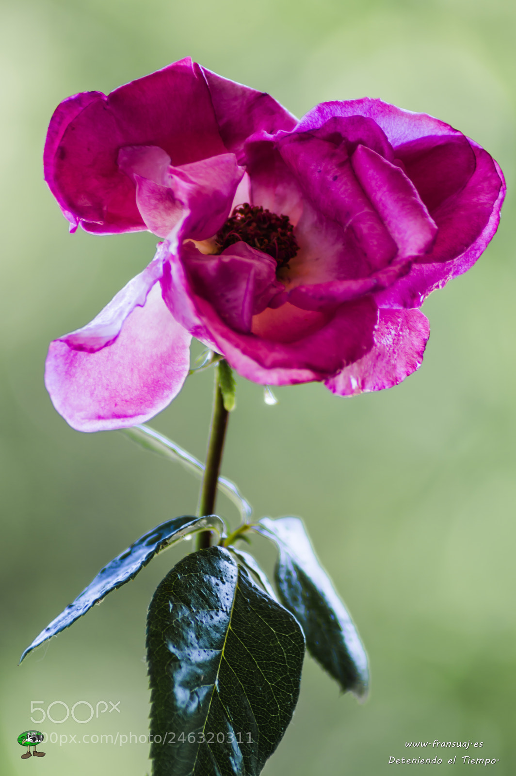 Nikon D3200 sample photo. Flores photography