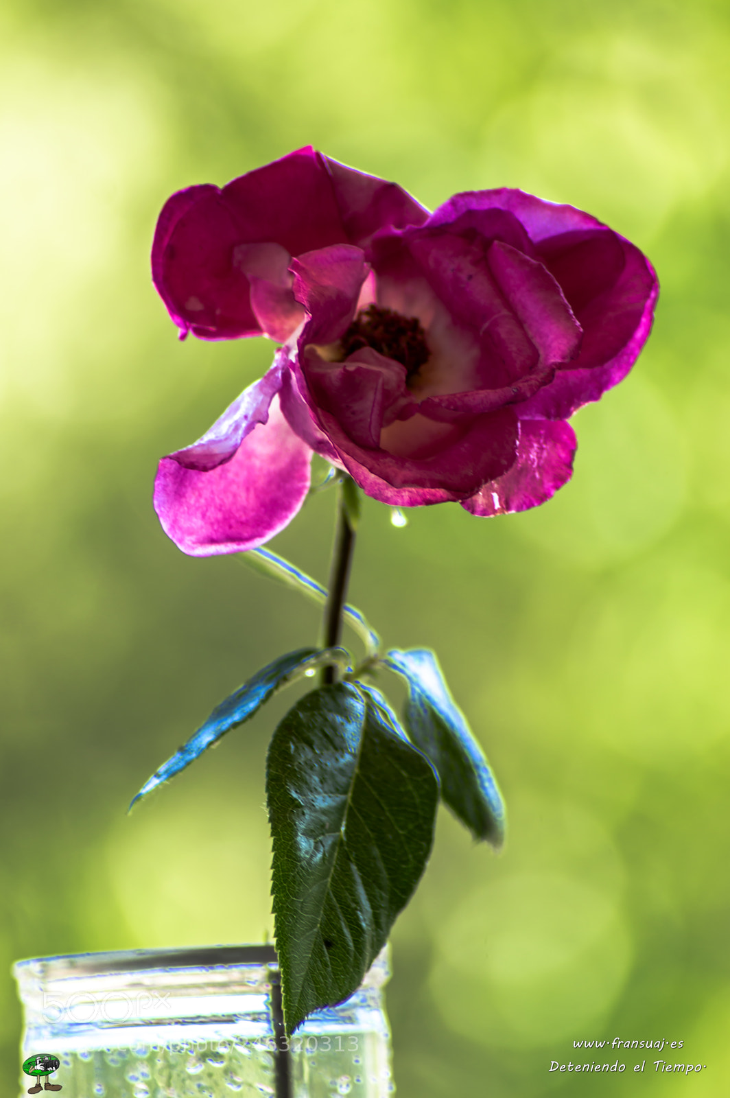 Nikon D3200 sample photo. Flores photography