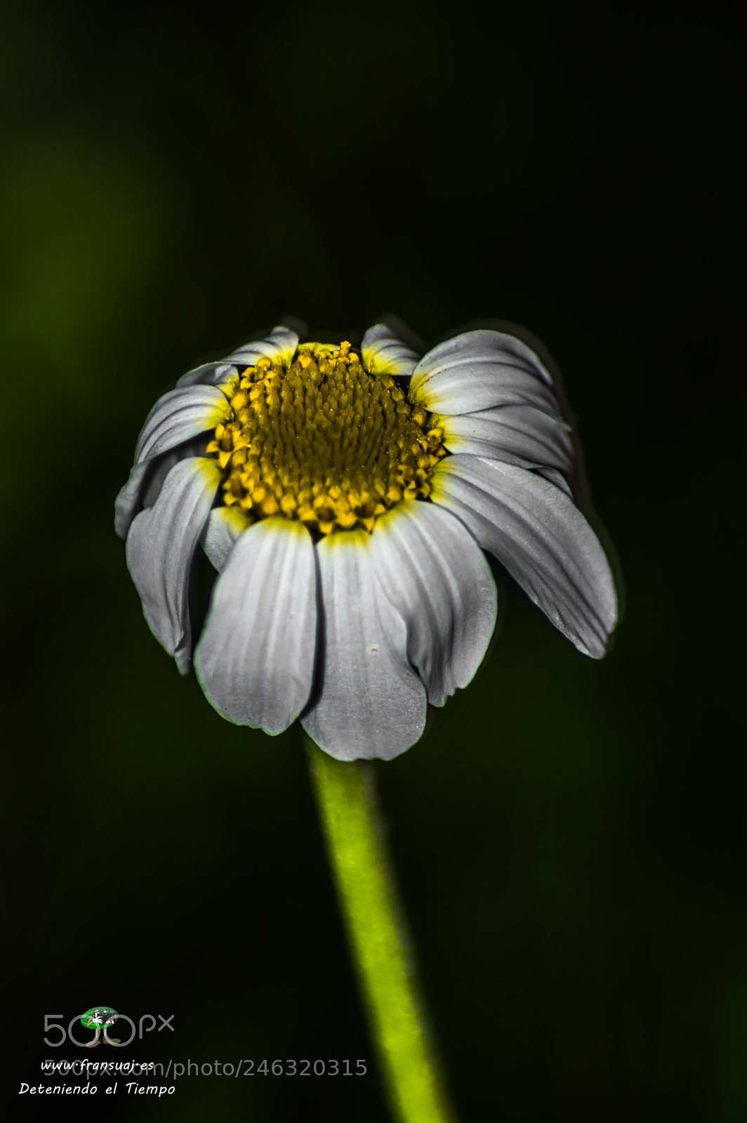 Nikon D3200 sample photo. Flores photography