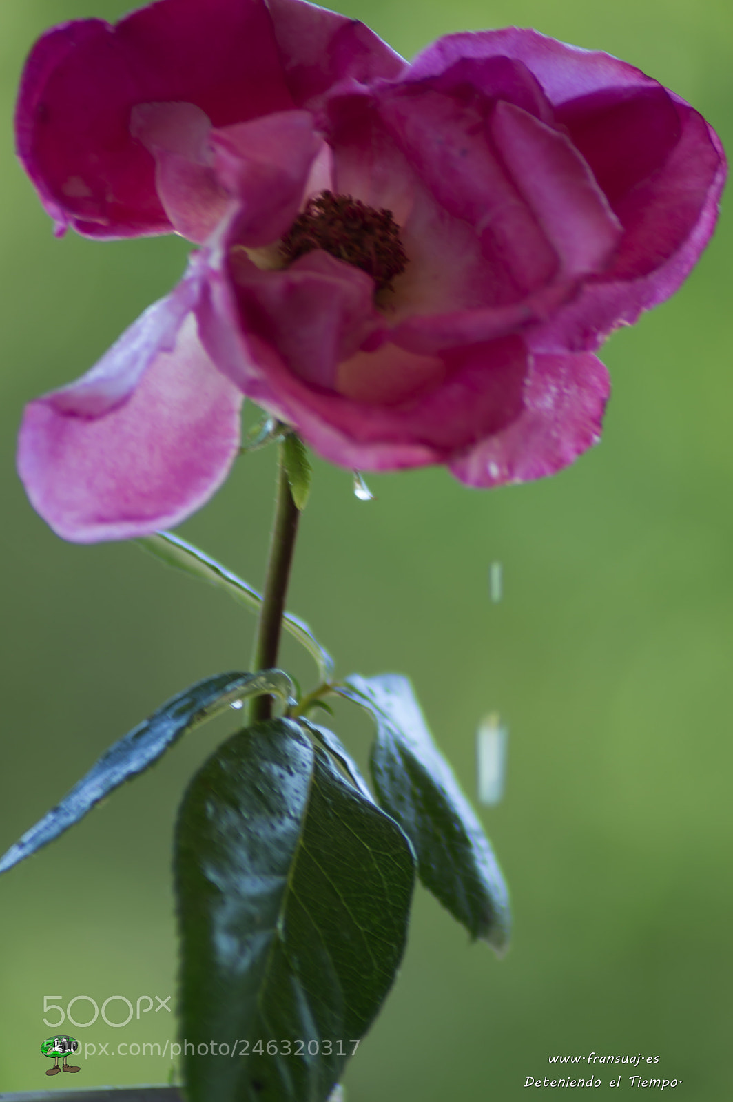 Nikon D3200 sample photo. Flores photography