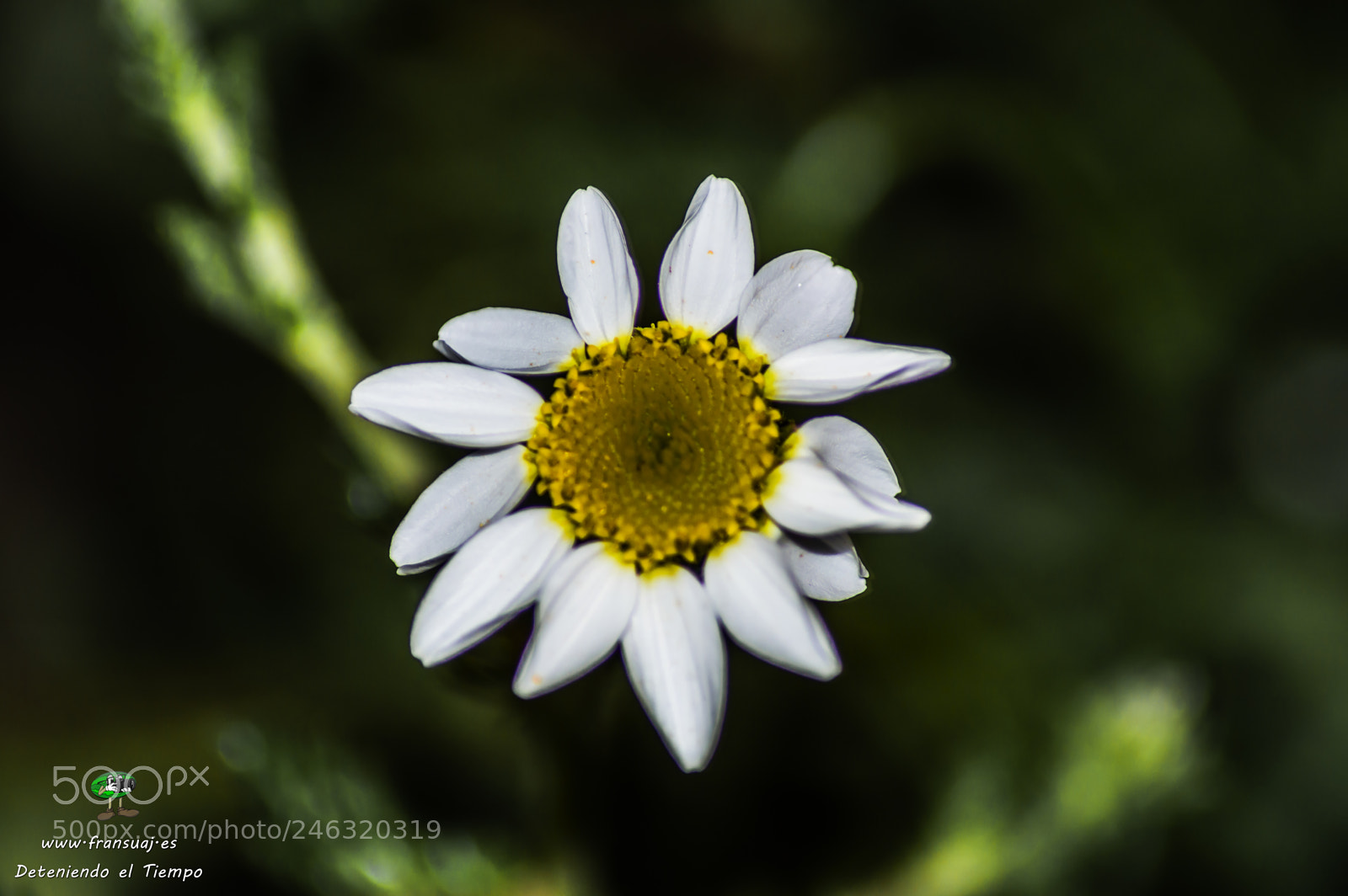 Nikon D3200 sample photo. Flores photography