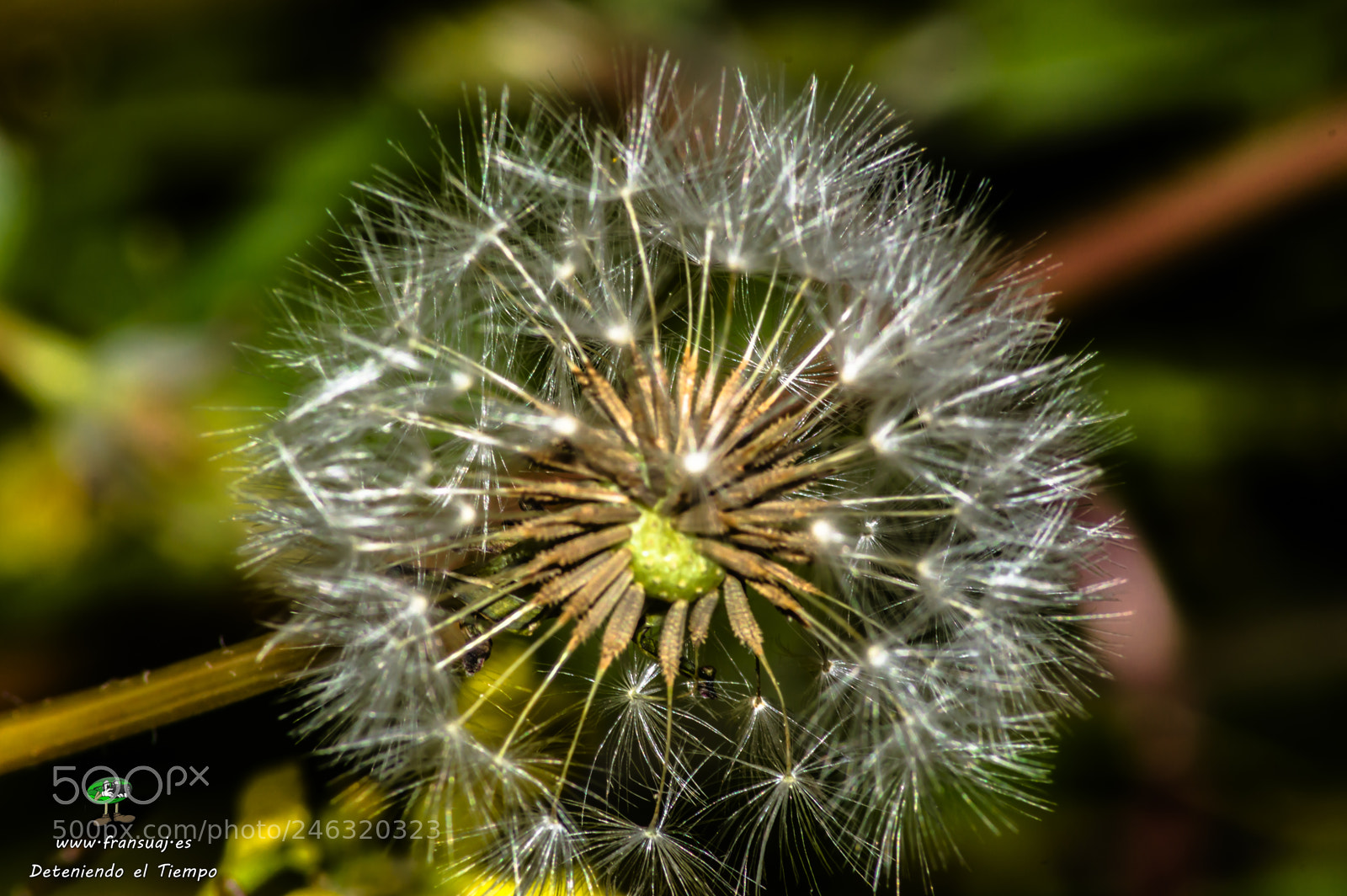 Nikon D3200 sample photo. Flores photography