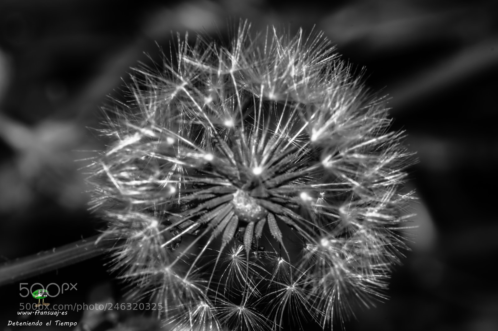 Nikon D3200 sample photo. Flores photography