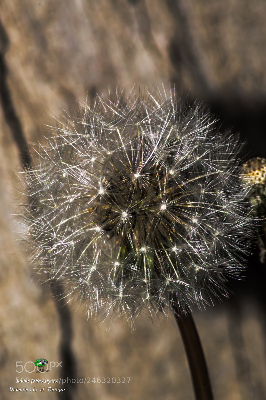 Nikon D3200 sample photo. Flores photography