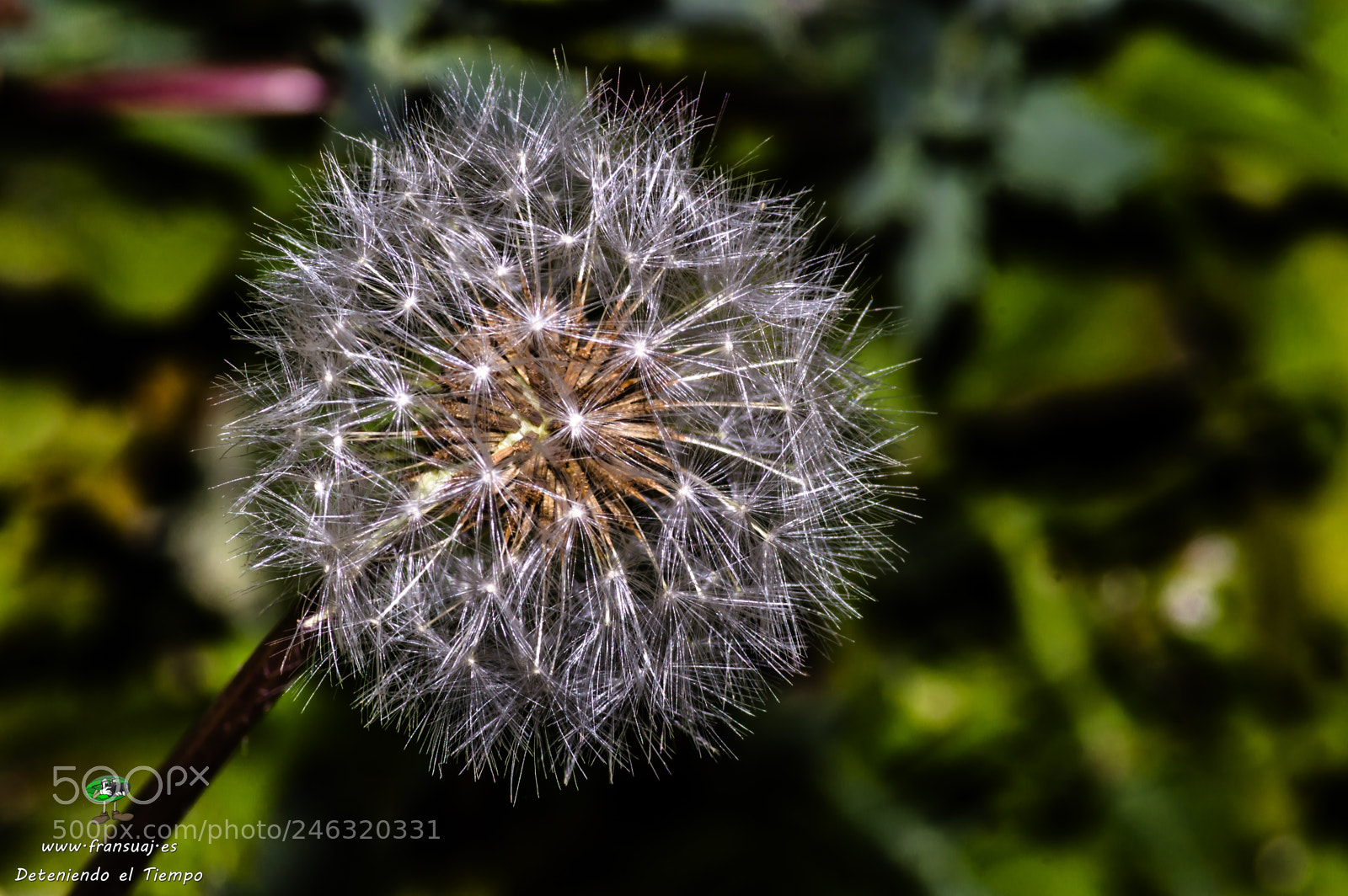 Nikon D3200 sample photo. Flores photography