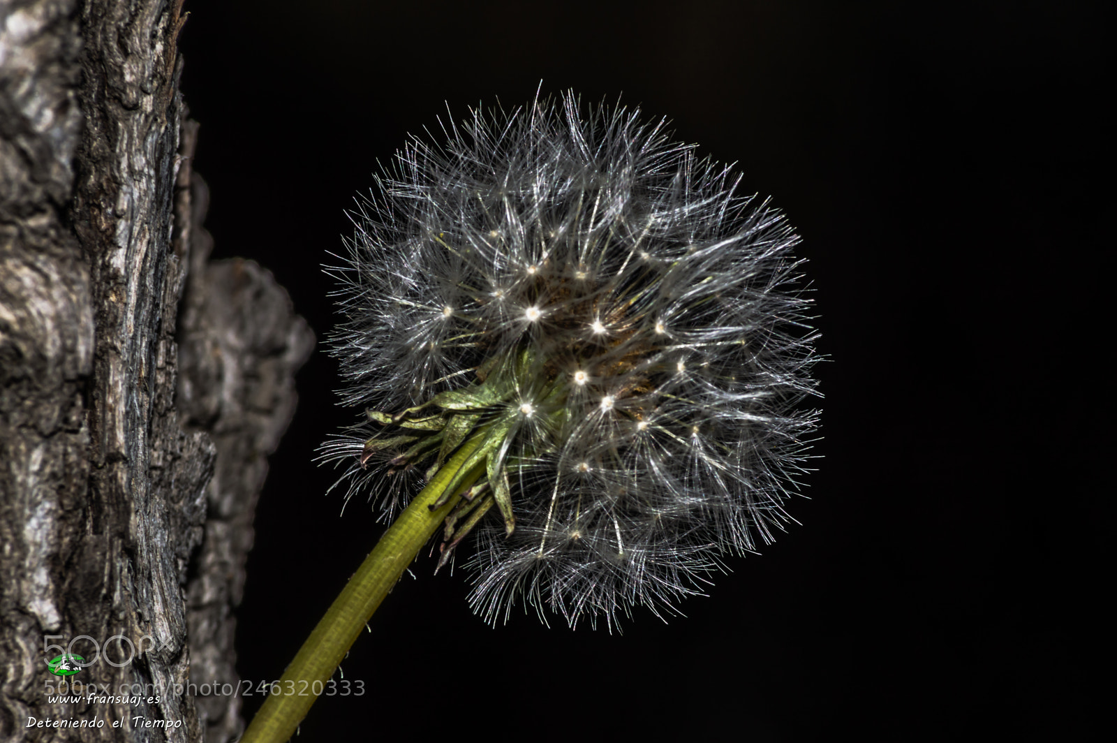 Nikon D3200 sample photo. Flores photography