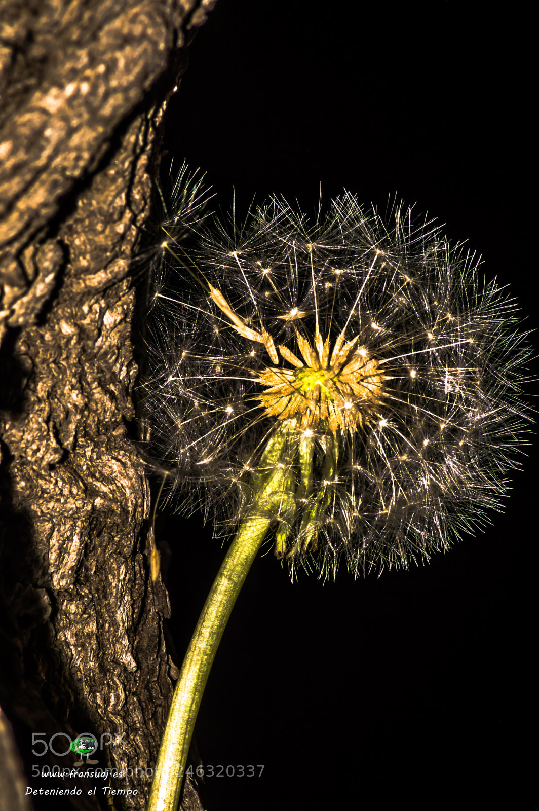 Nikon D3200 sample photo. Flores photography
