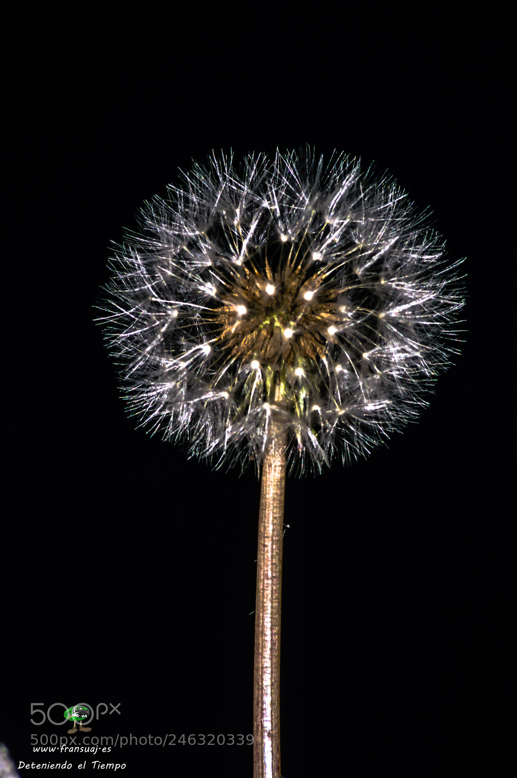 Nikon D3200 sample photo. Flores photography