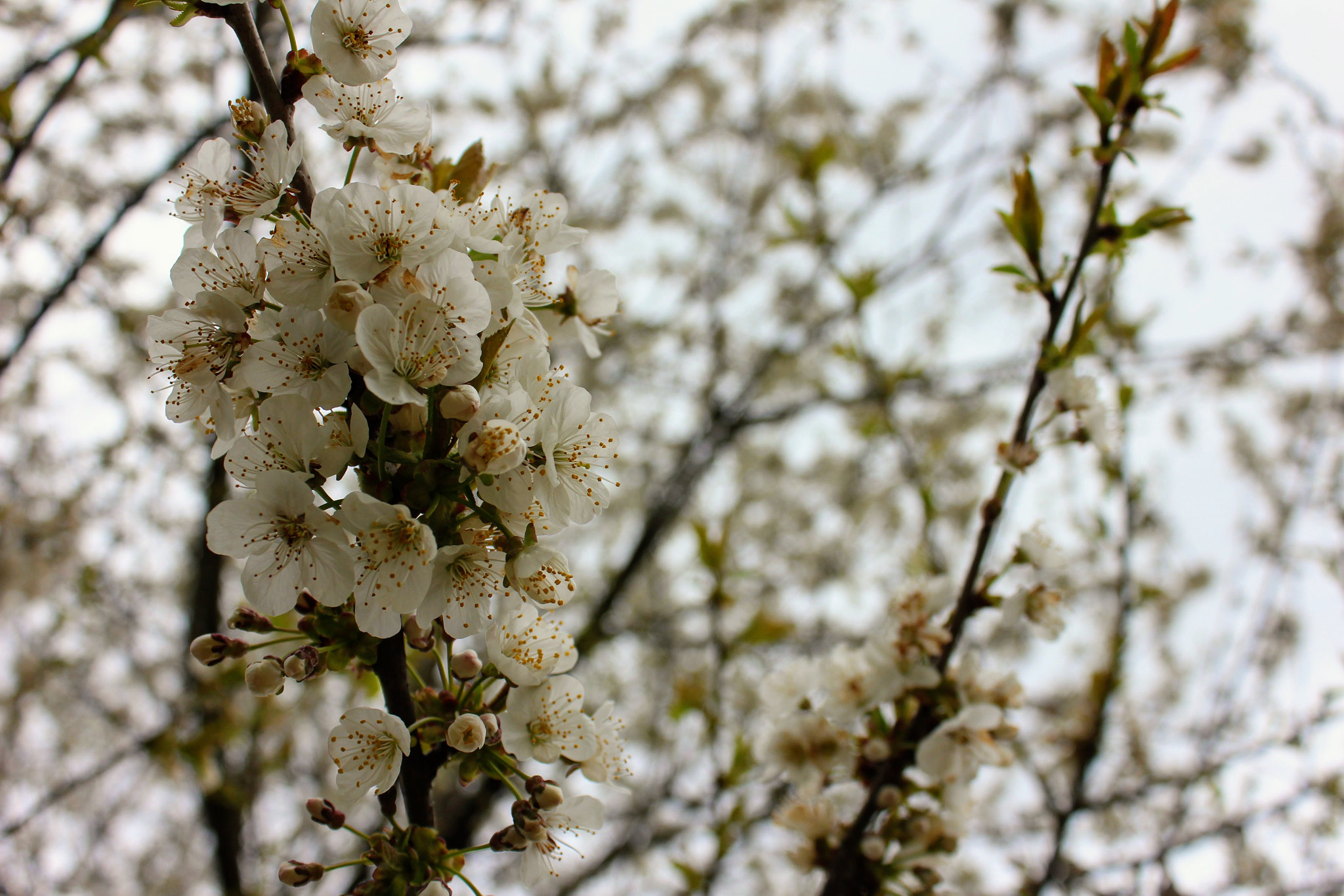 Canon EOS 600D (Rebel EOS T3i / EOS Kiss X5) sample photo