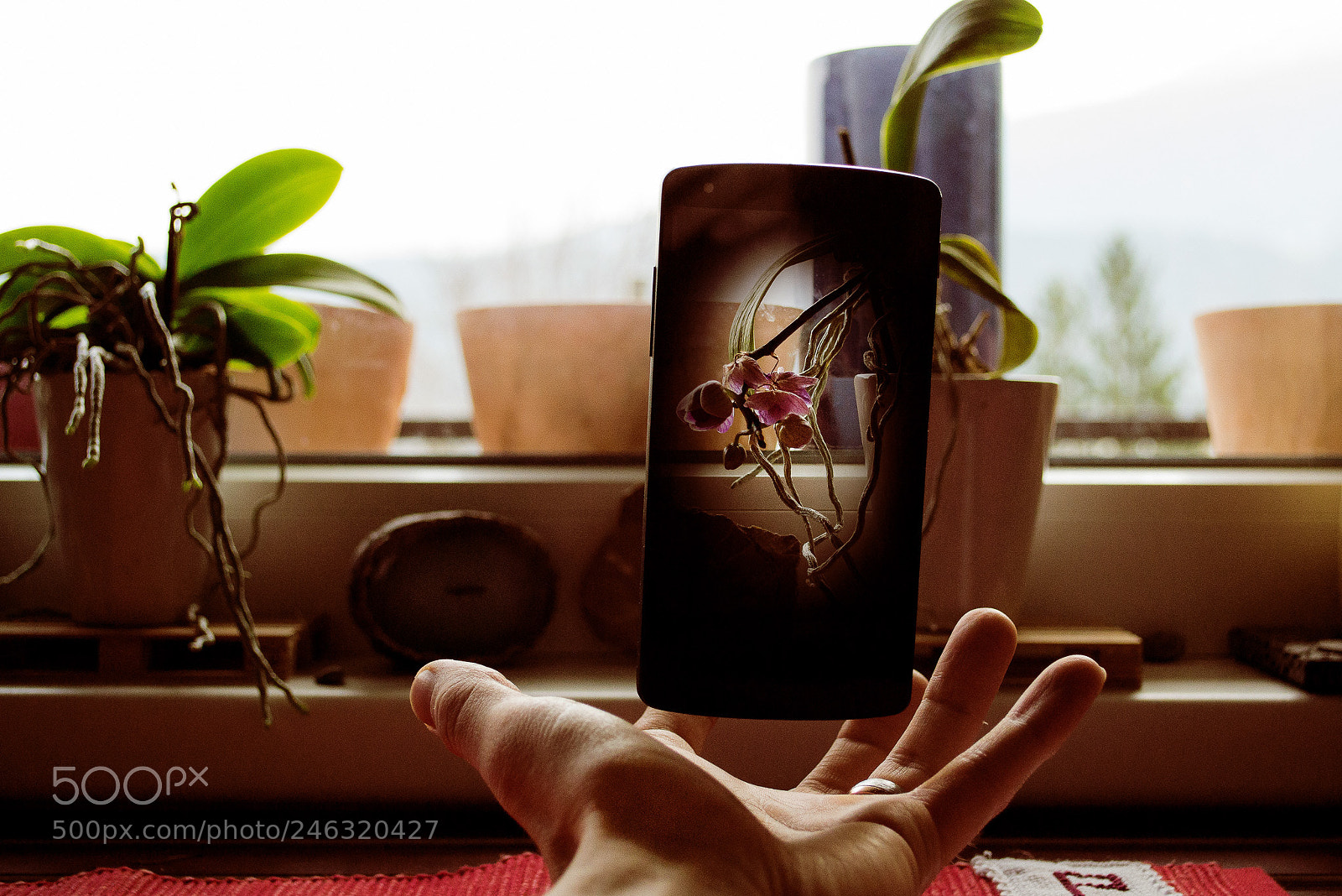 Nikon D3100 sample photo. Nexus photography
