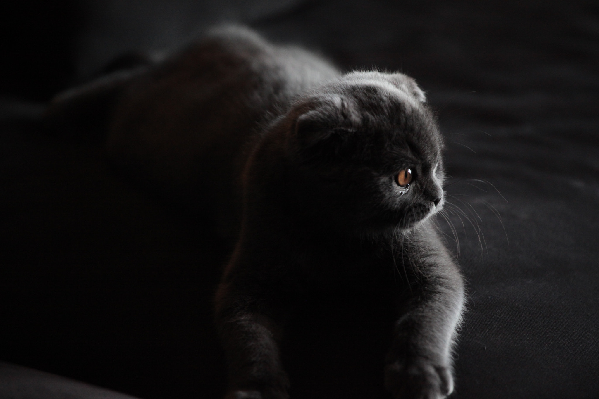 Canon EF 70-200mm F4L USM sample photo. Cat... photography