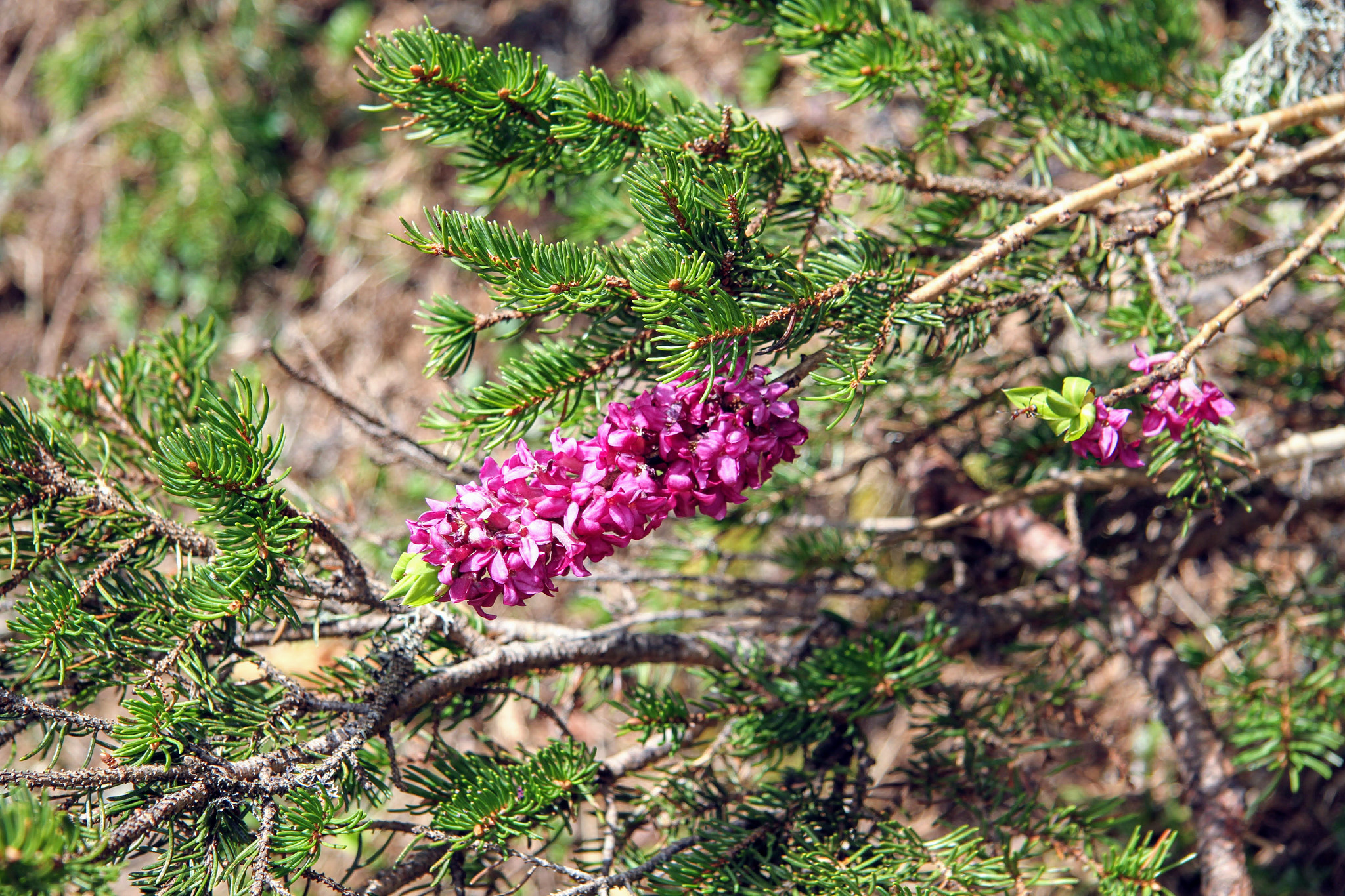 Canon EF-S 17-85mm F4-5.6 IS USM sample photo