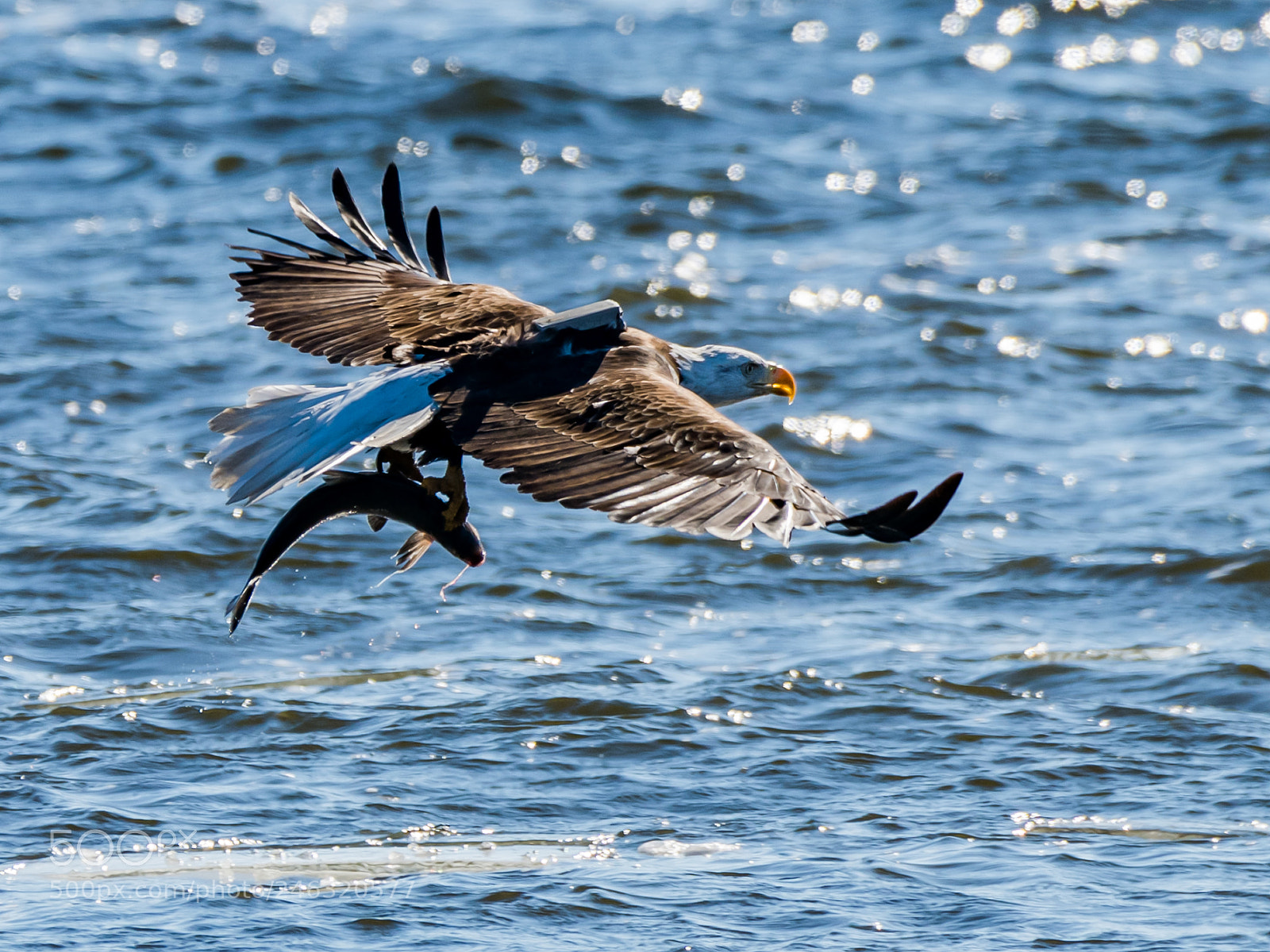 Nikon D850 sample photo. Big load photography