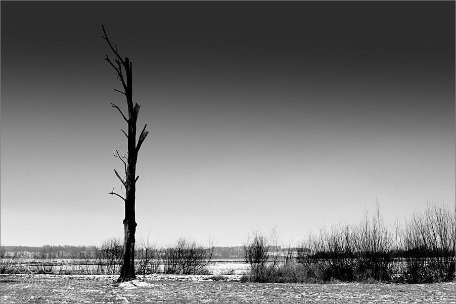 Nikon D610 sample photo. Plain with a dead photography