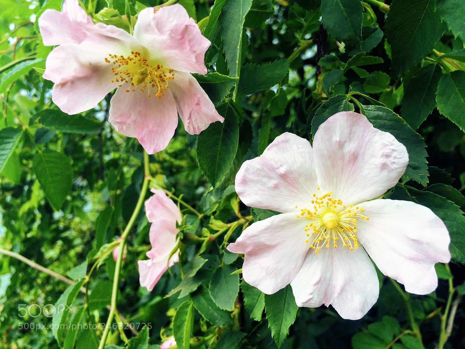 Apple iPhone 5s sample photo. Untitled photography