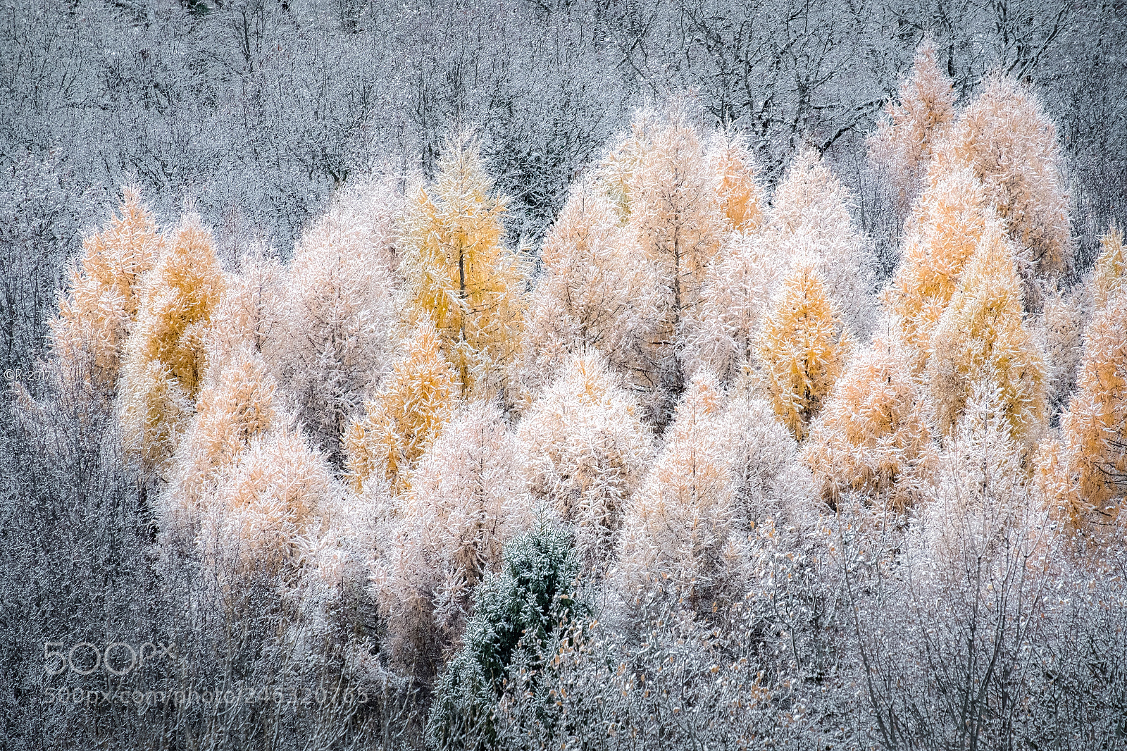 Fujifilm X-Pro2 sample photo. Shaped by winter photography