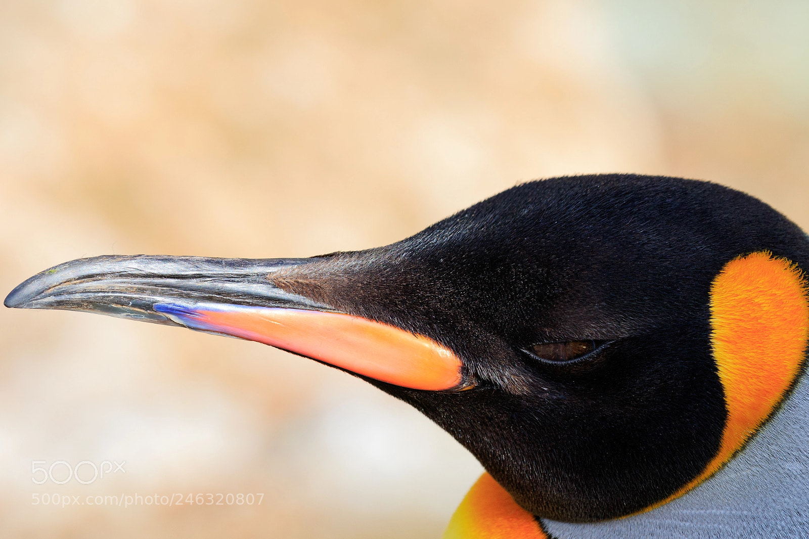 Canon EOS 7D Mark II sample photo. Penguin head shot photography