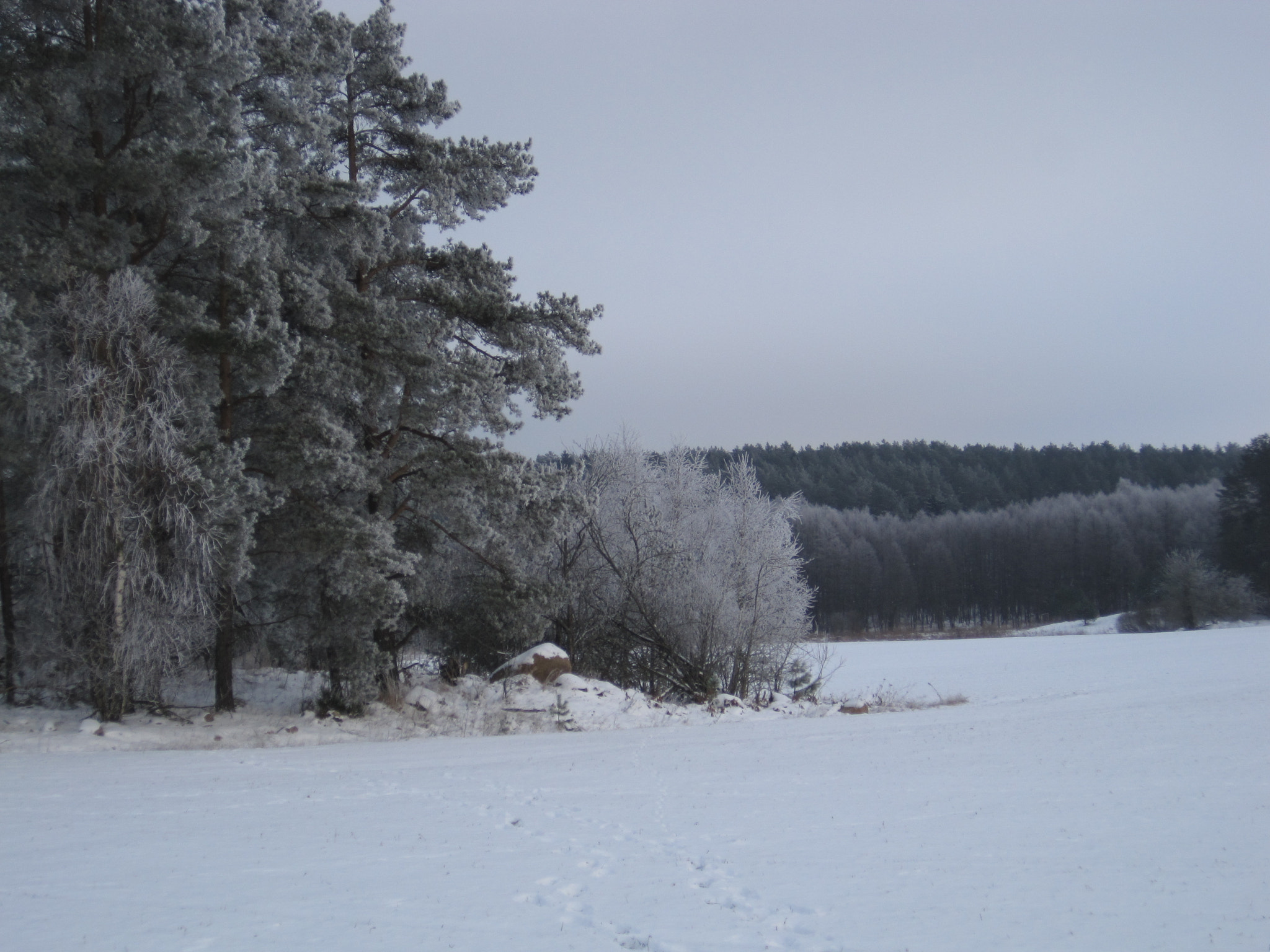Canon PowerShot SD1200 IS (Digital IXUS 95 IS / IXY Digital 110 IS) sample photo. Snowy forest photography