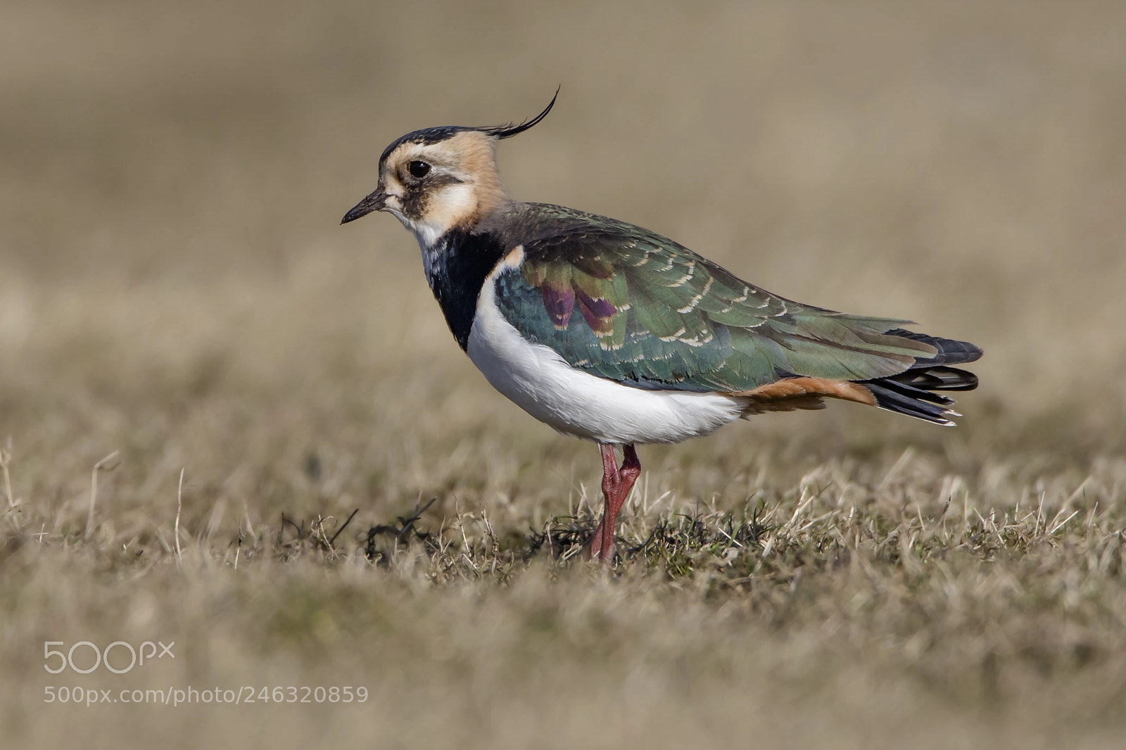 Canon EOS 5DS R sample photo. Lapwing photography