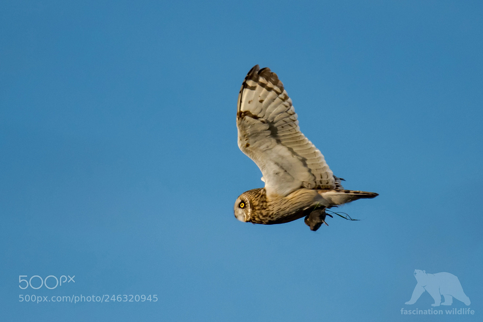 Nikon D850 sample photo. Short eared owl photography