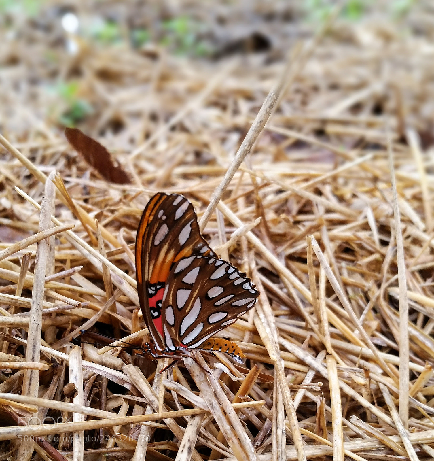 Samsung Galaxy S5 sample photo. New creation photography