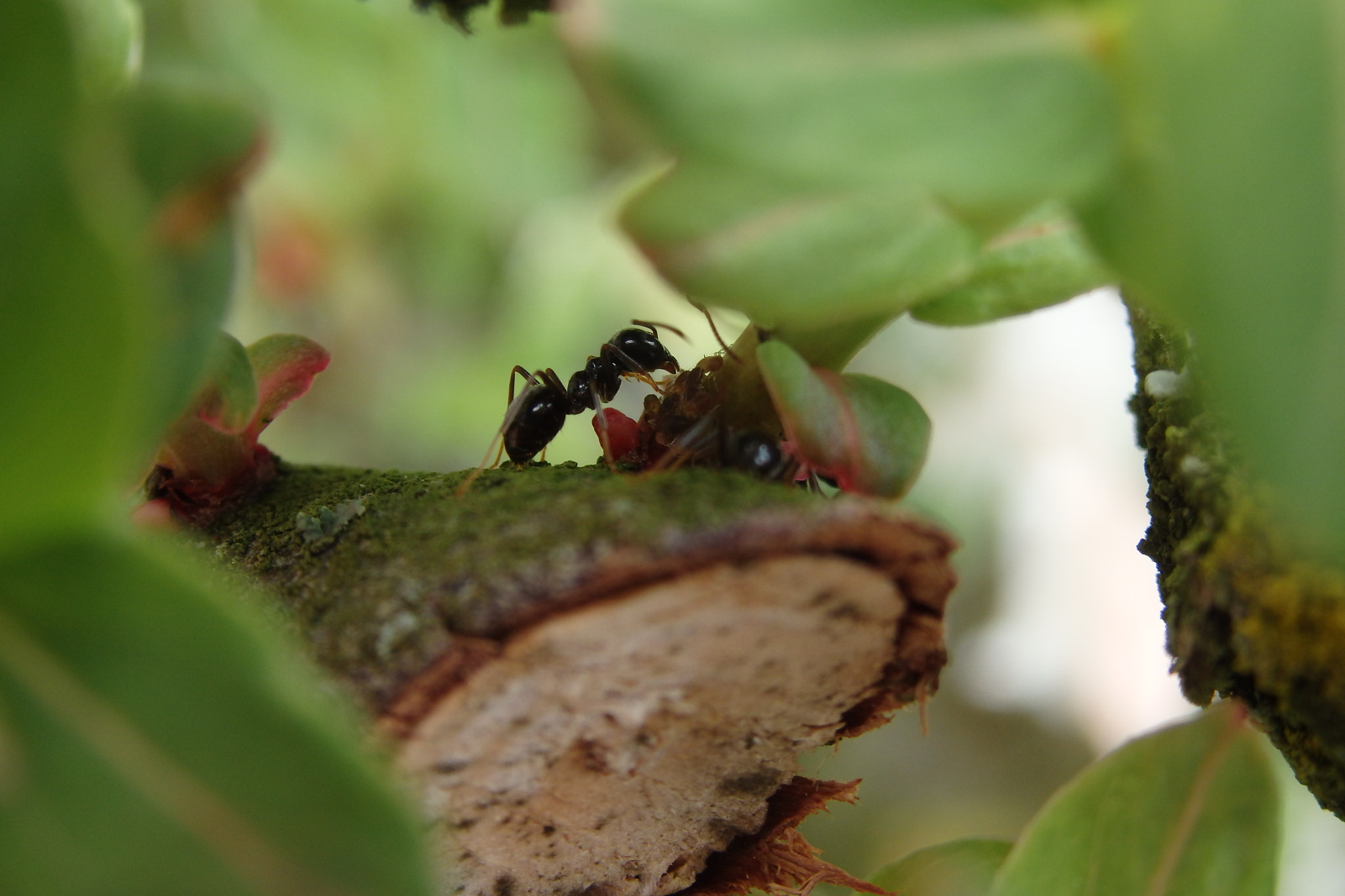 Olympus SH-60 sample photo. The ant on the branch photography
