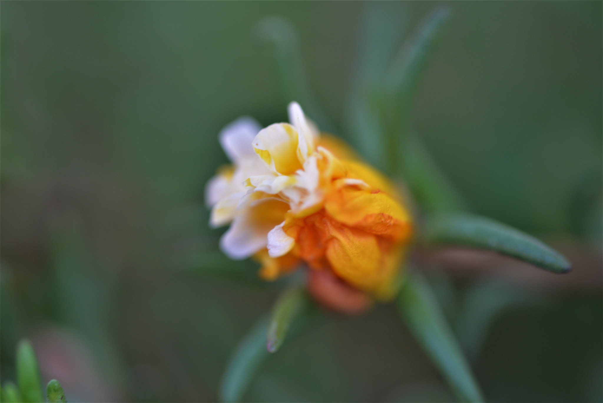 Sigma 105mm F2.8 EX DG OS HSM sample photo