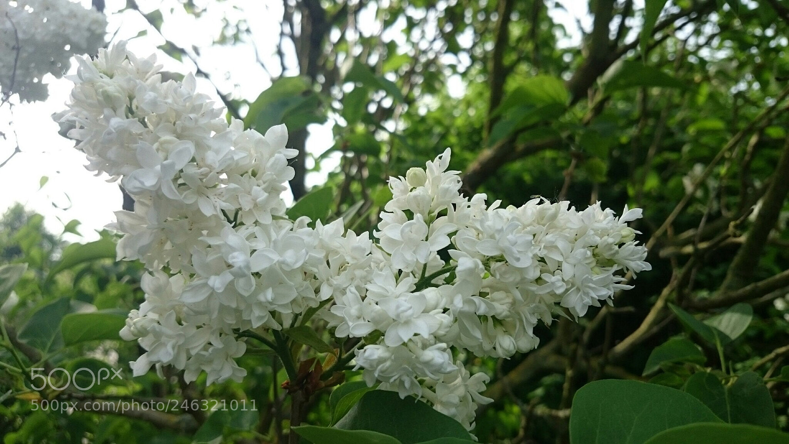 Sony Xperia Z2 sample photo. Wenn der wei e photography