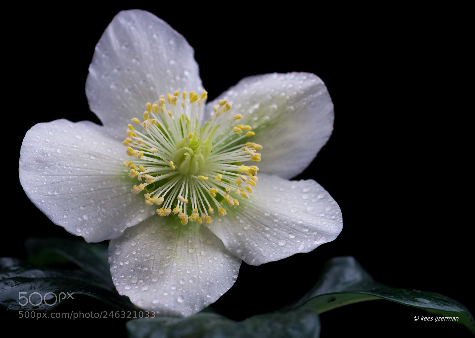 Sony SLT-A77 sample photo. Winter flower. photography