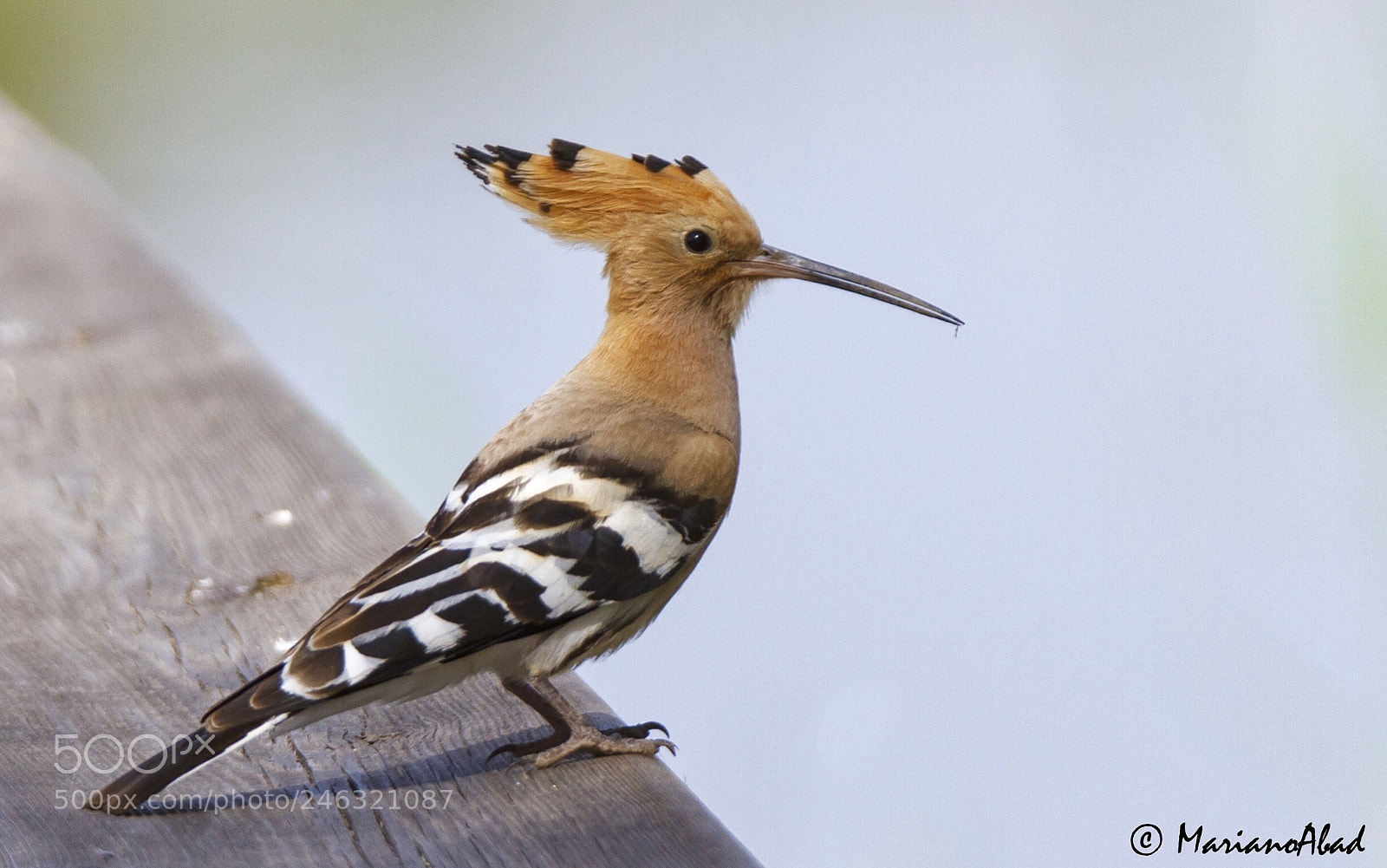 Canon EOS 7D sample photo. Abubilla (upupa epops) photography
