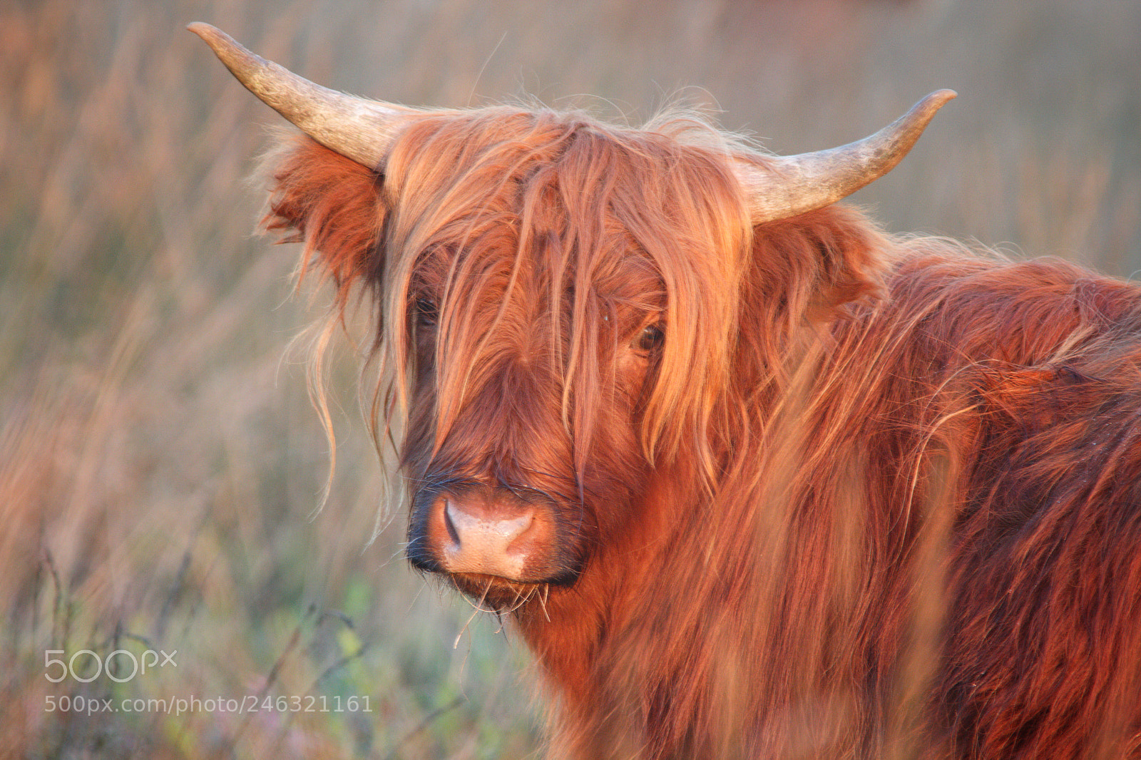 Canon EOS 60D sample photo. Highlander photography