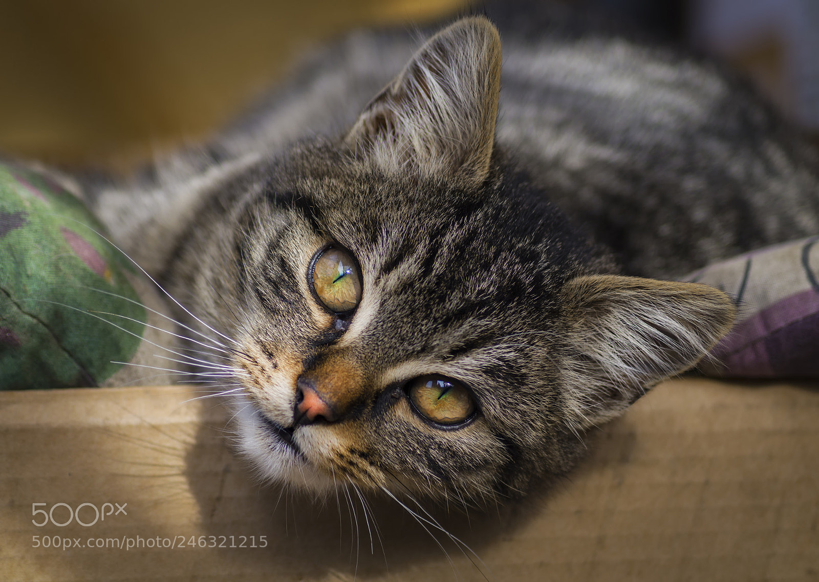 Sony SLT-A58 sample photo. Cat photography