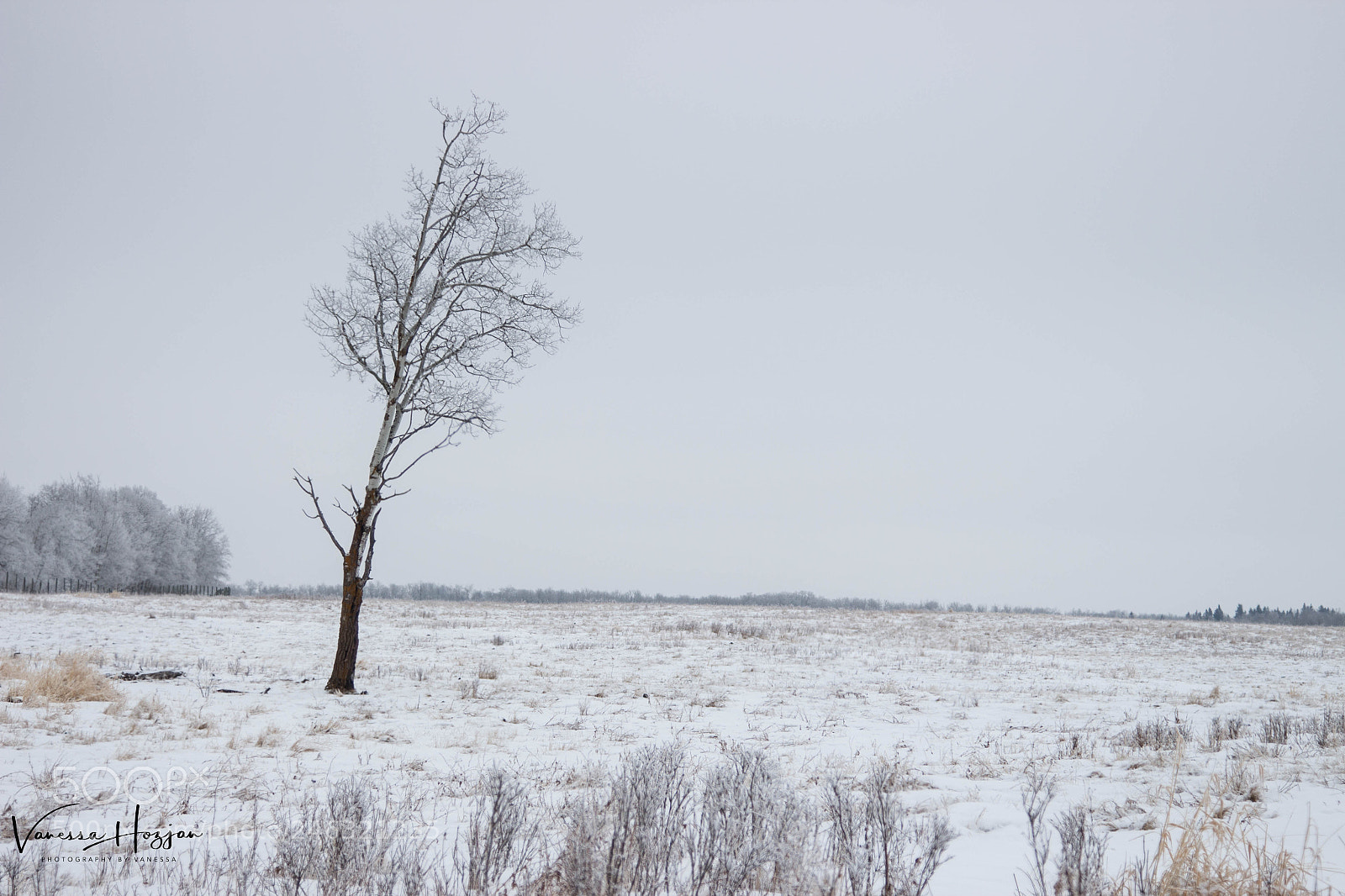 Canon EOS 700D (EOS Rebel T5i / EOS Kiss X7i) sample photo. January 2018 photography