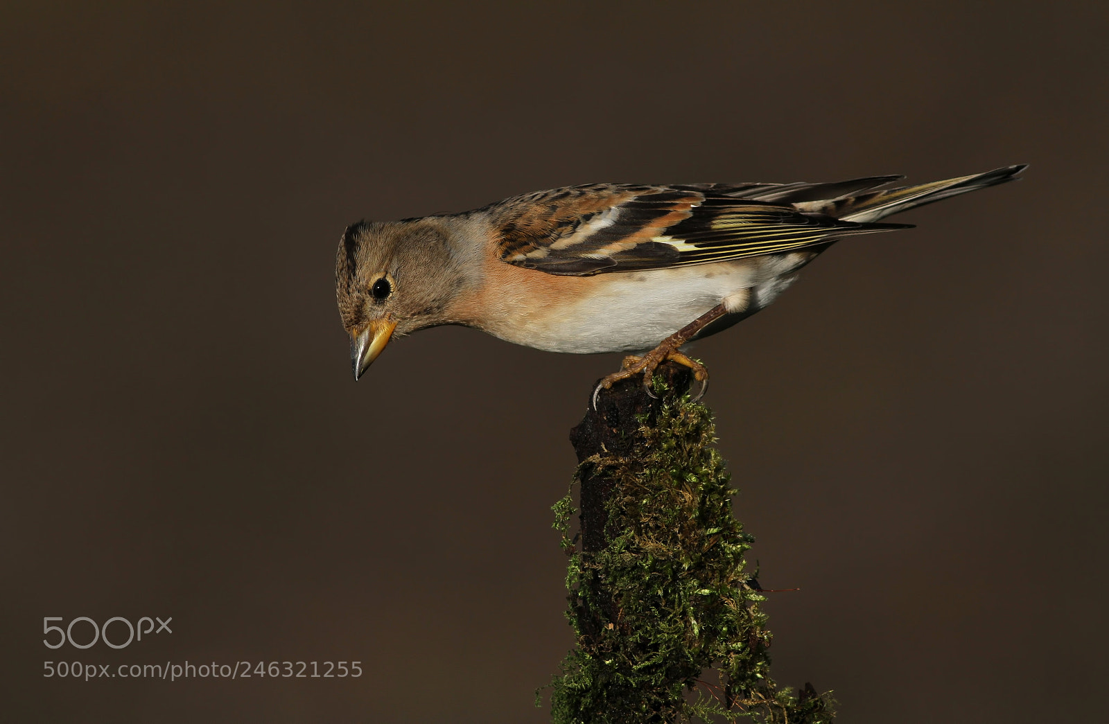 Canon EOS 7D sample photo. Brambling photography