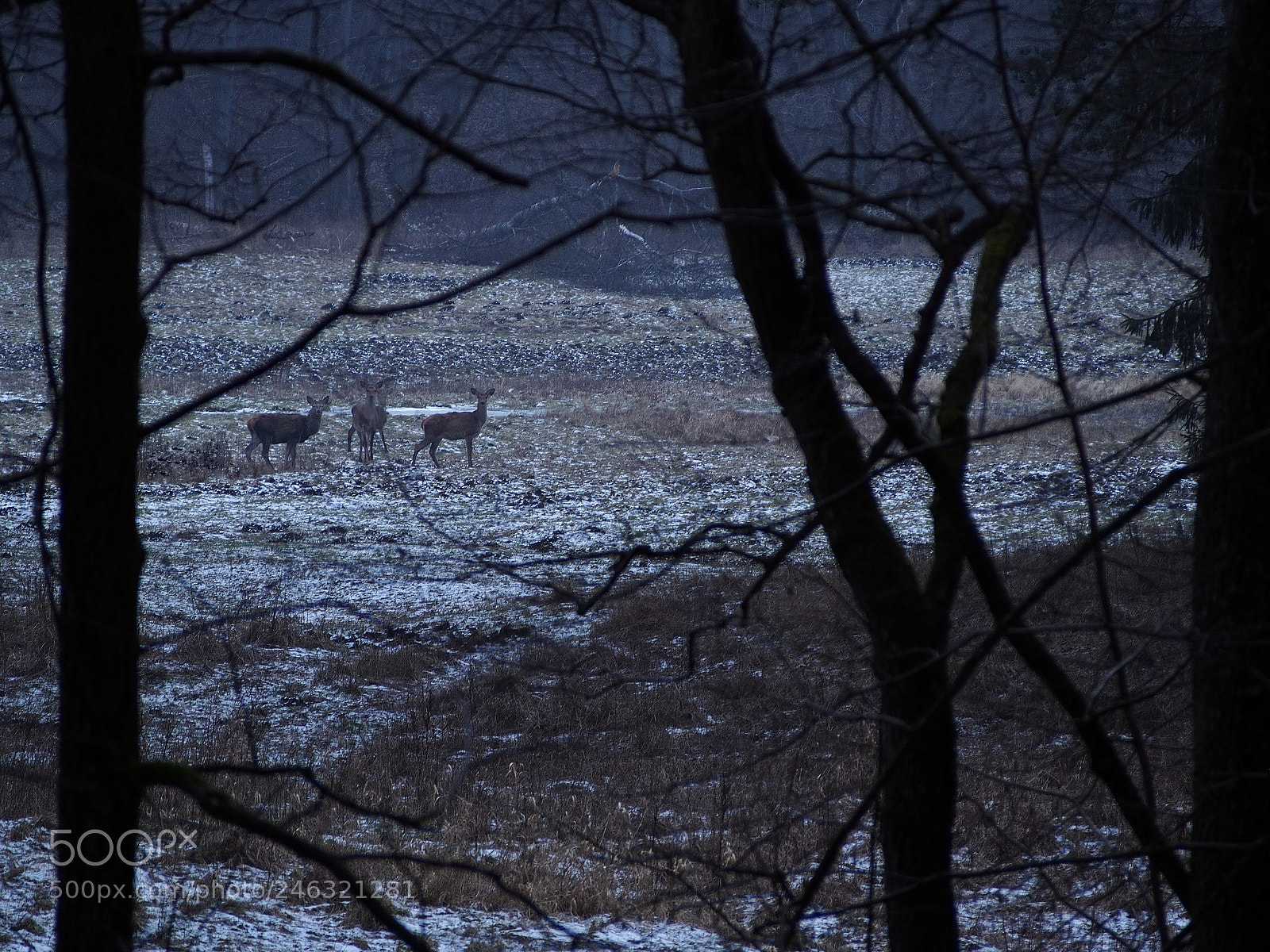 Olympus PEN E-PL5 sample photo. Chmara... photography