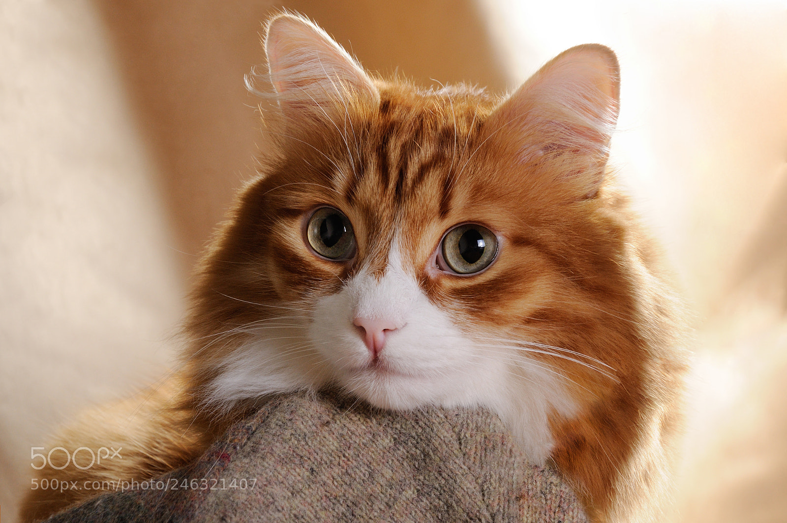 Nikon D90 sample photo. Looking red cat photography