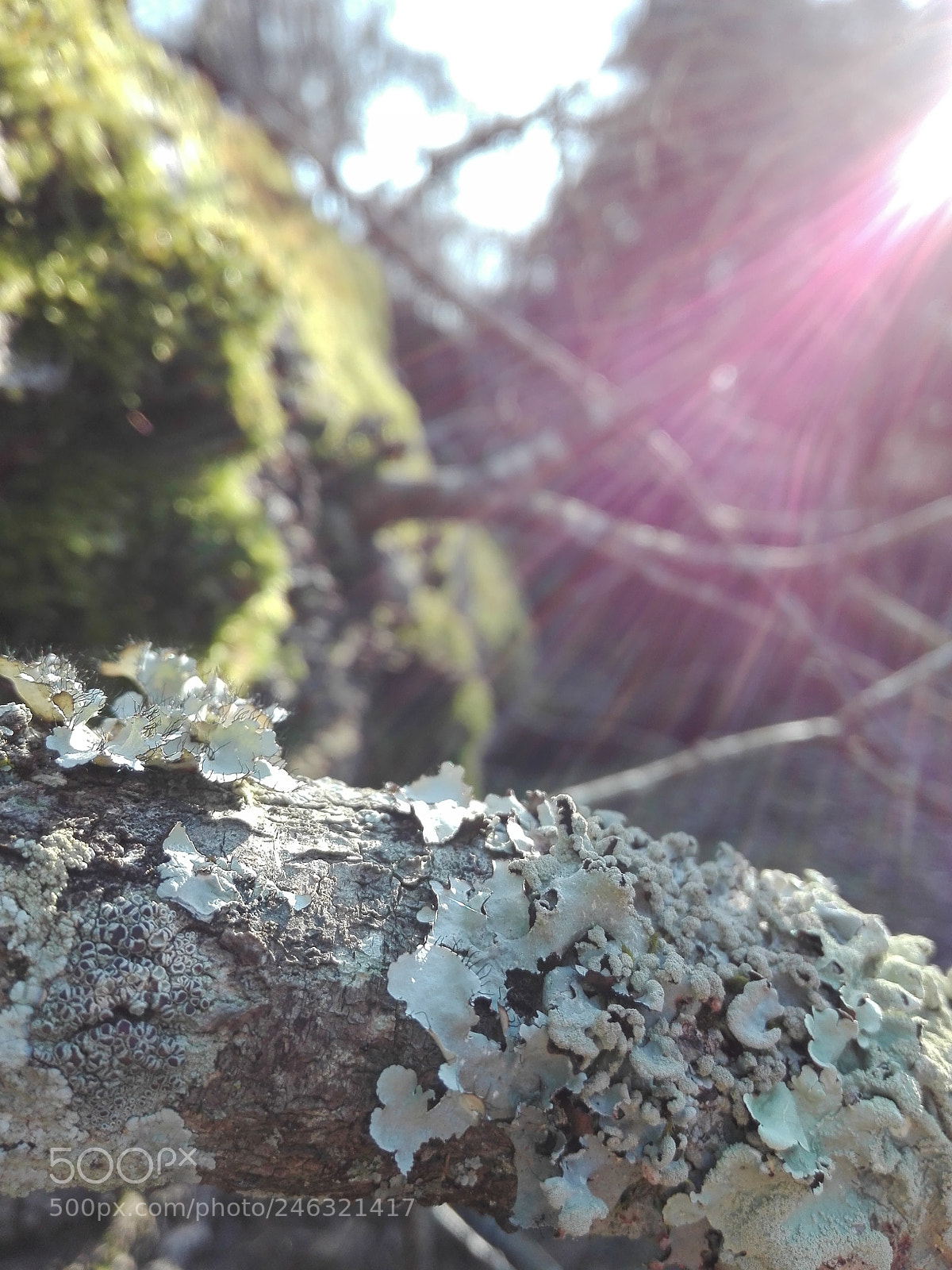 HUAWEI P8 Lite sample photo. The big old tree photography