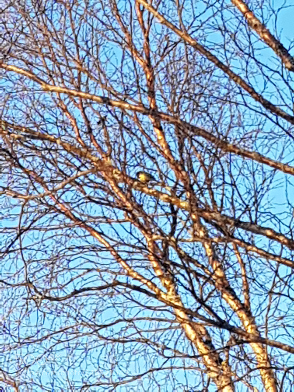 Samsung Galaxy S8 sample photo. Singing titmouse photography