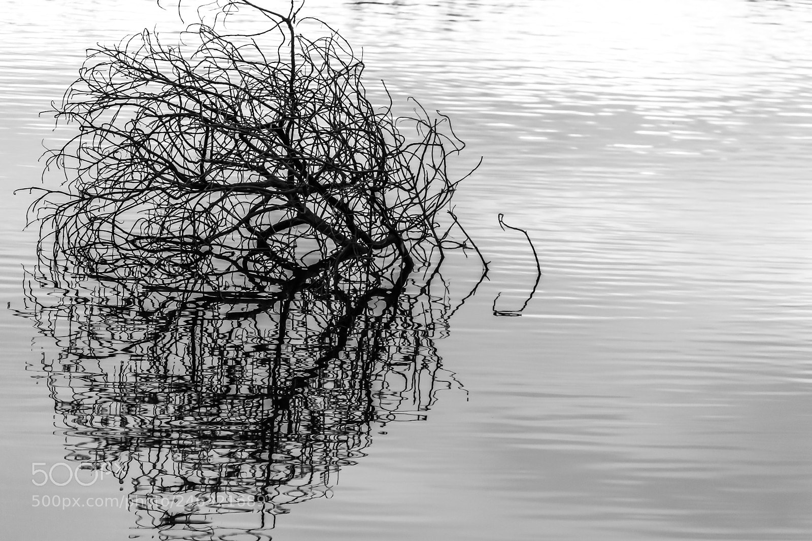 Nikon D3100 sample photo. Isolated photography