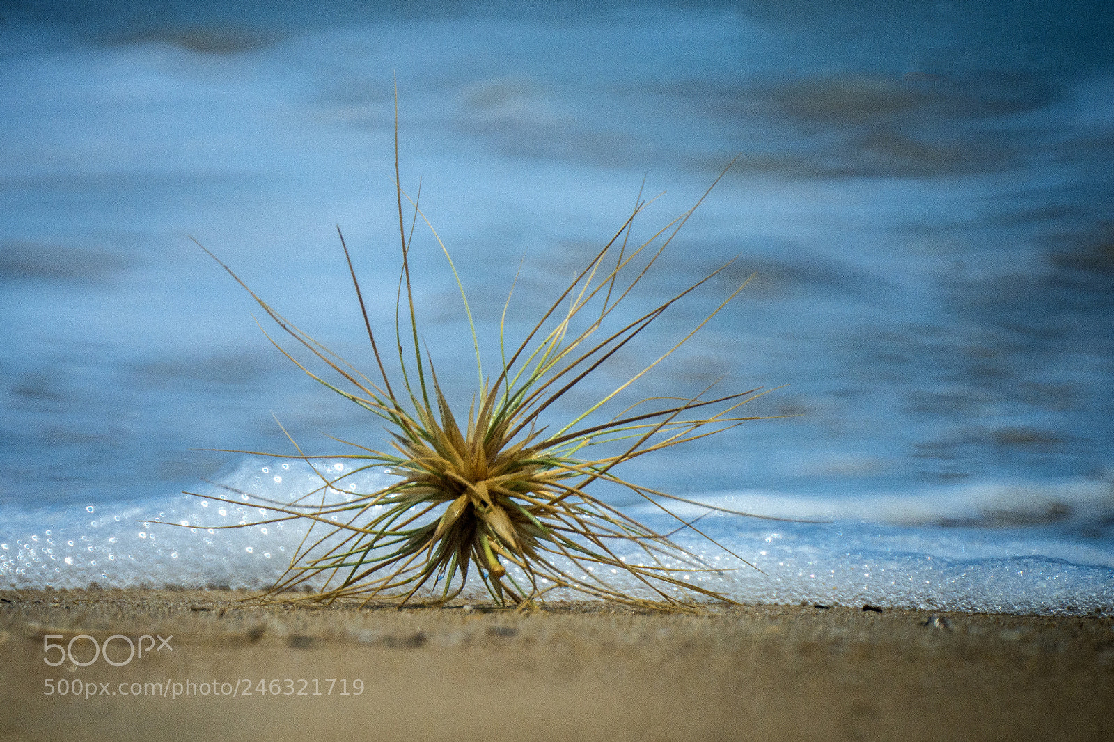 Nikon D610 sample photo. Tumblweed photography
