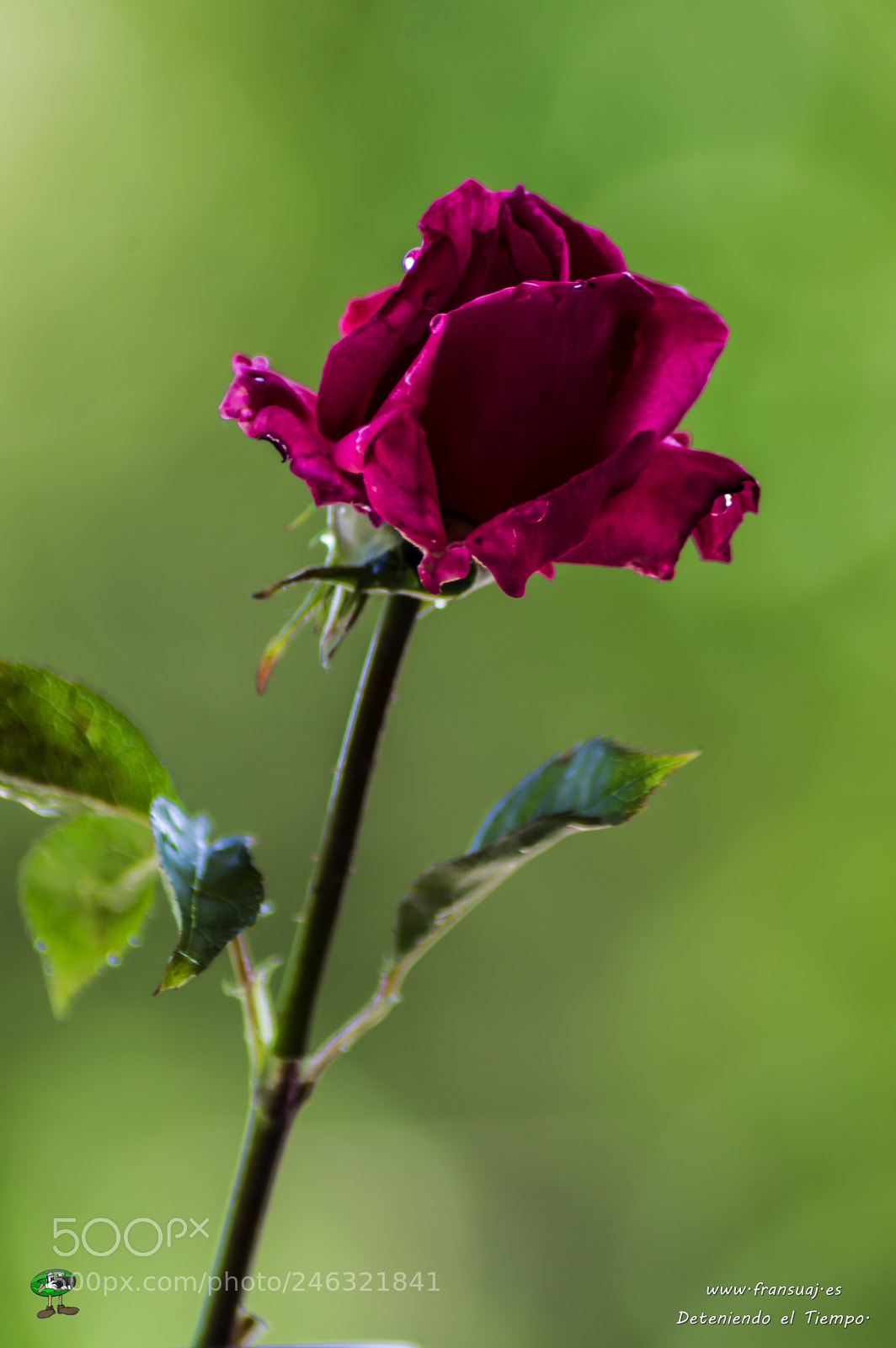 Nikon D3200 sample photo. Flores photography