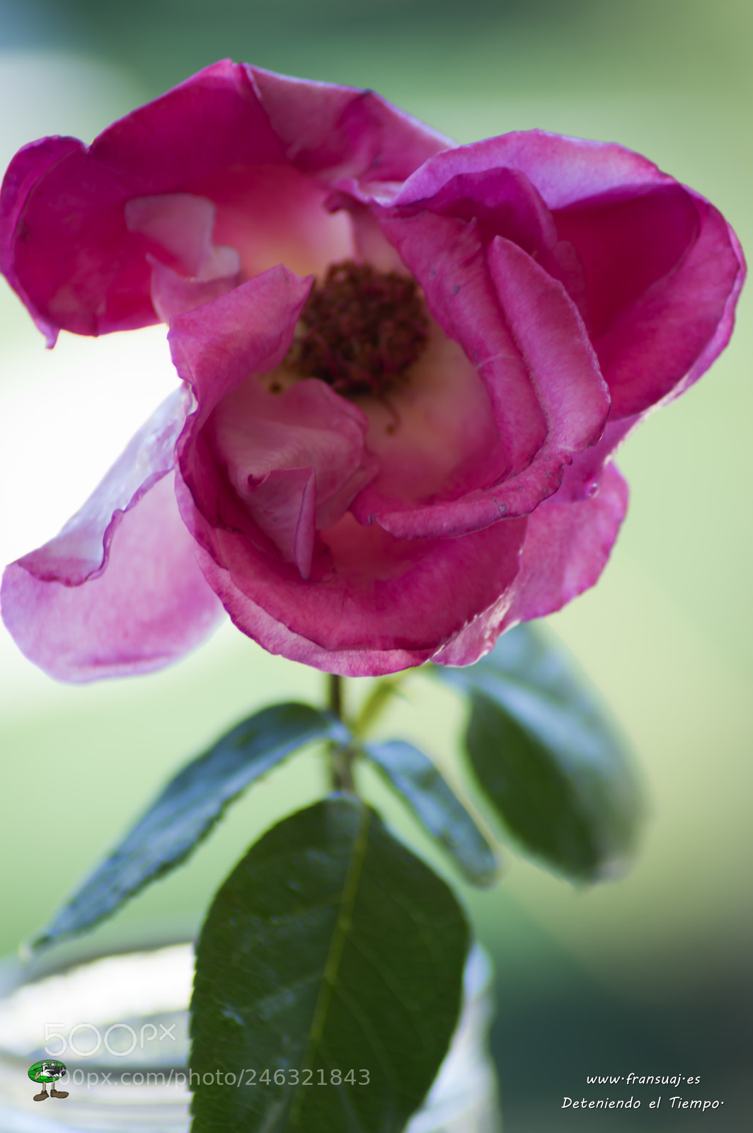 Nikon D3200 sample photo. Flores photography
