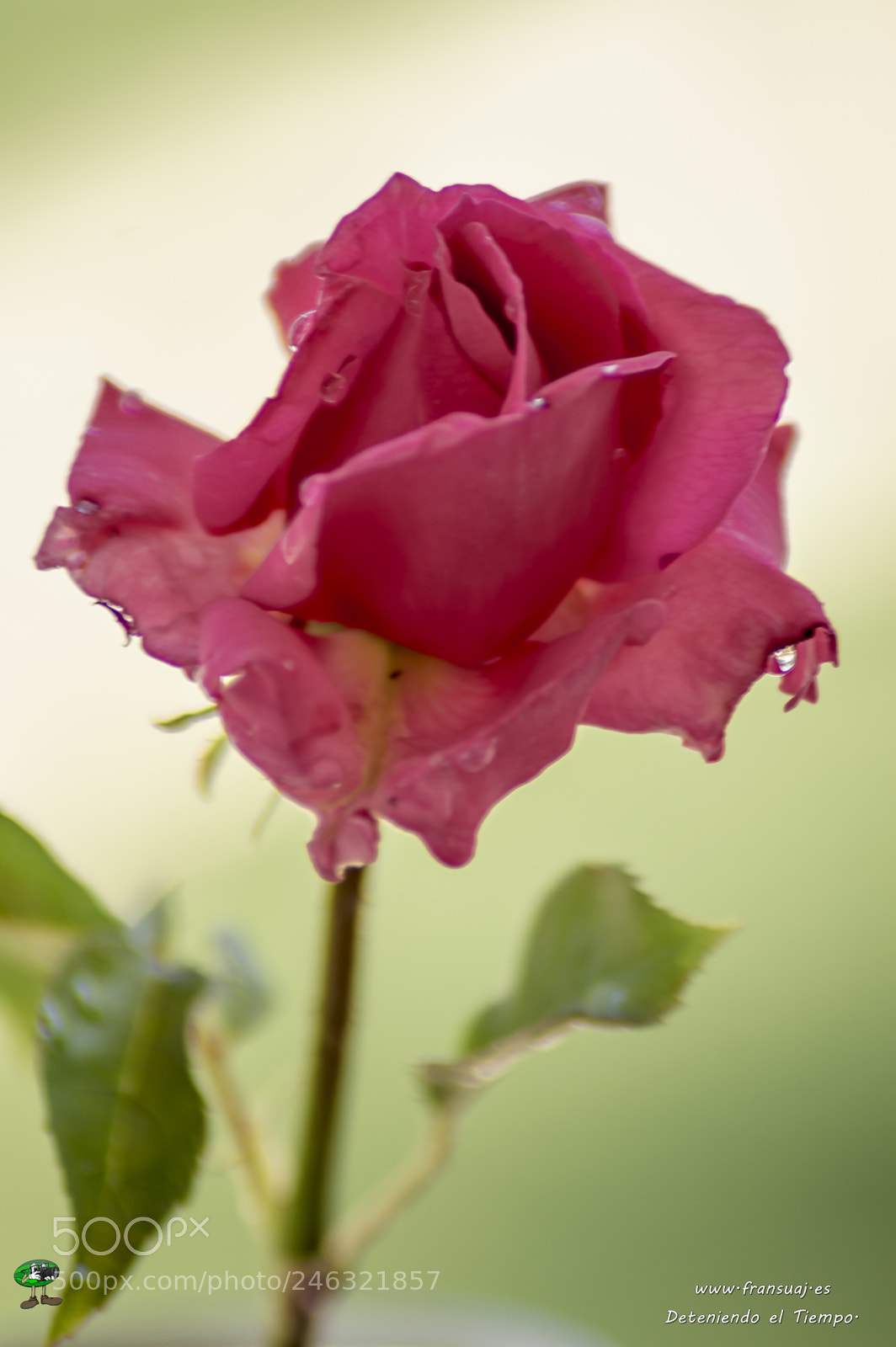 Nikon D3200 sample photo. Flores photography