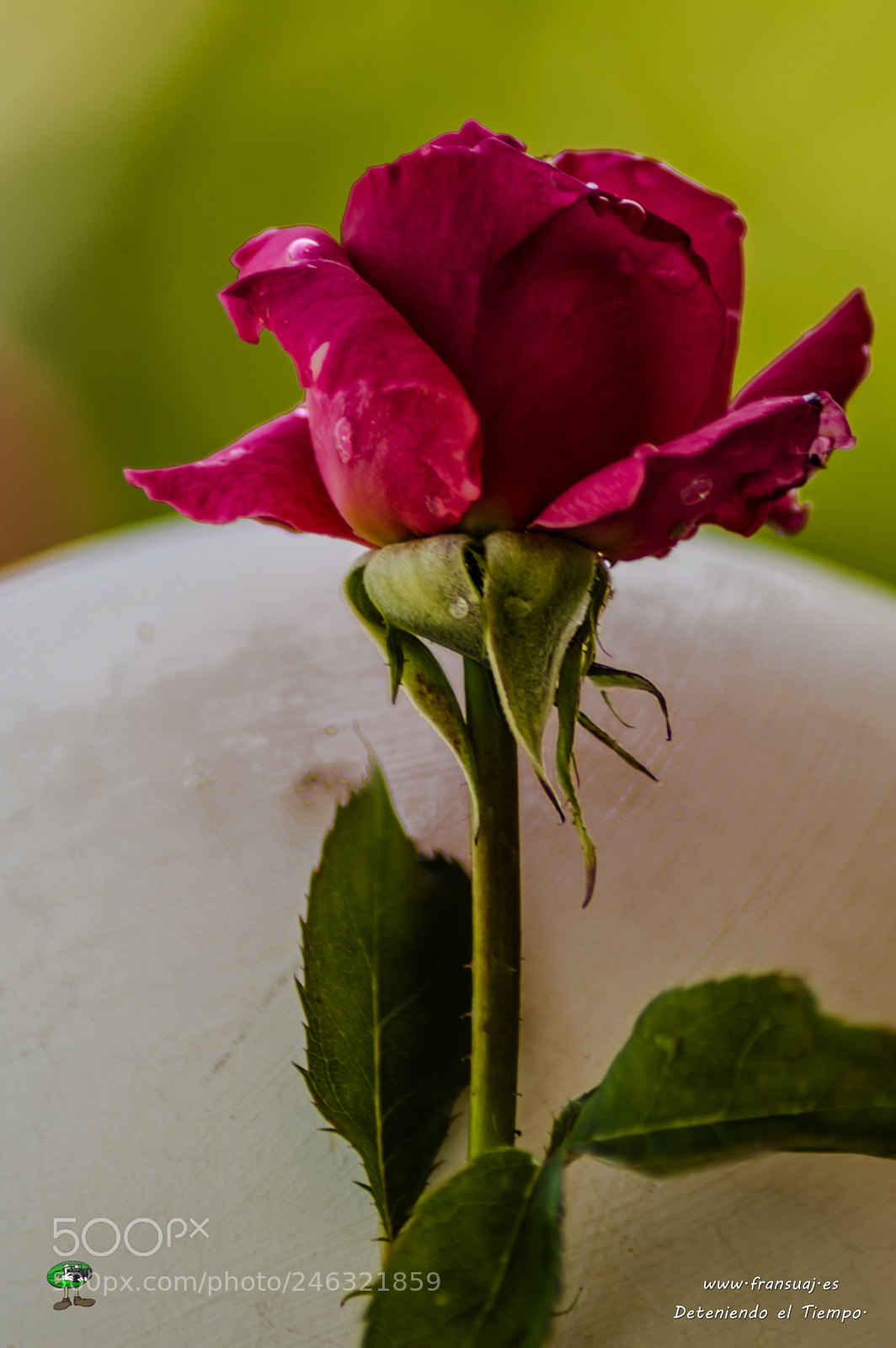 Nikon D3200 sample photo. Flores photography