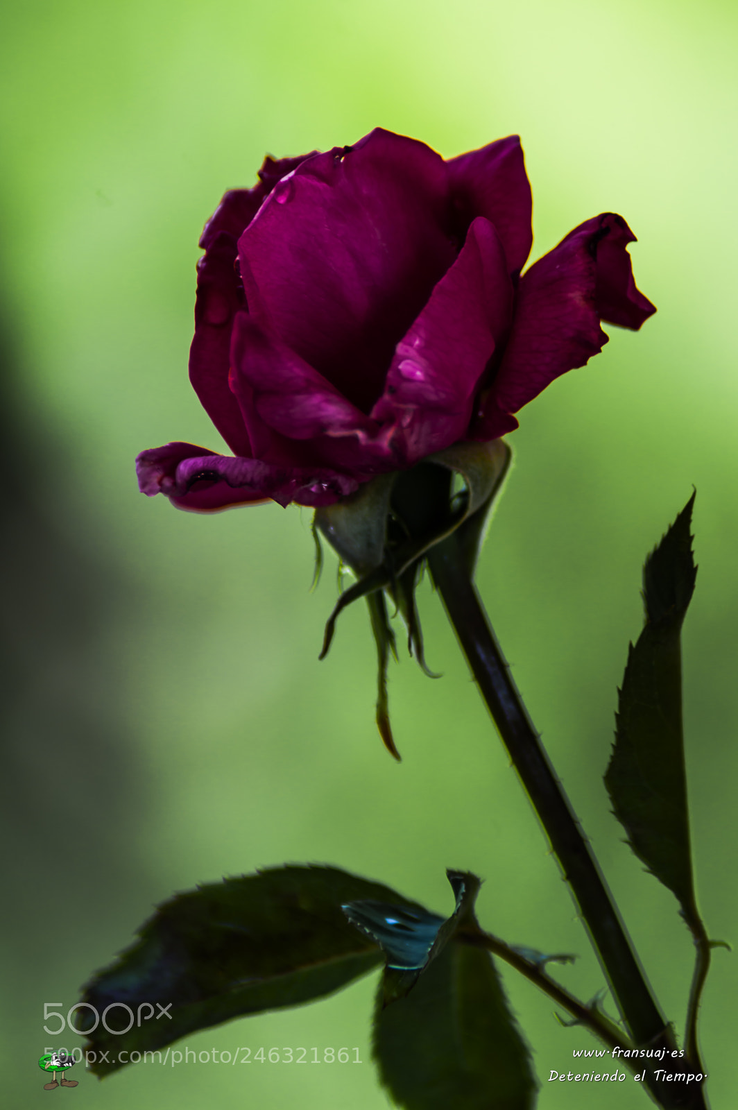 Nikon D3200 sample photo. Flores photography