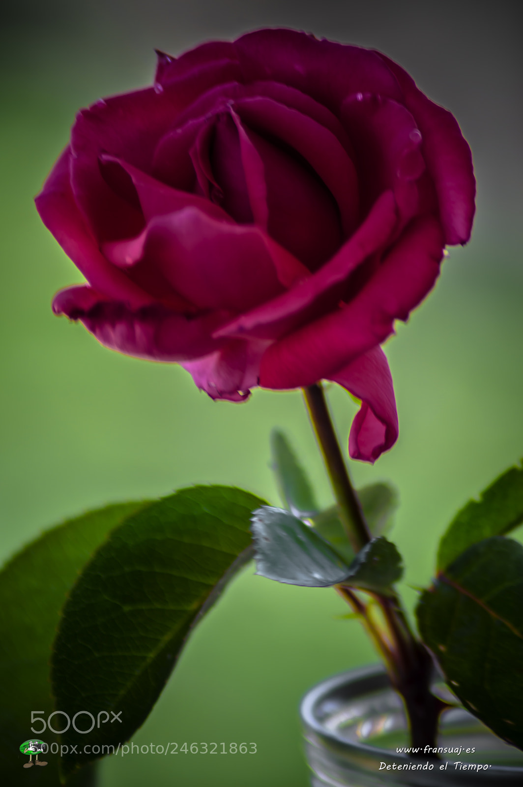 Nikon D3200 sample photo. Flores photography
